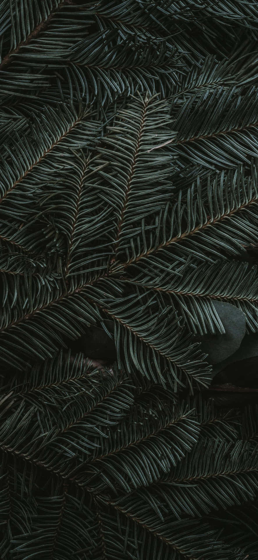 Iphone 11 Green Pine Leaves