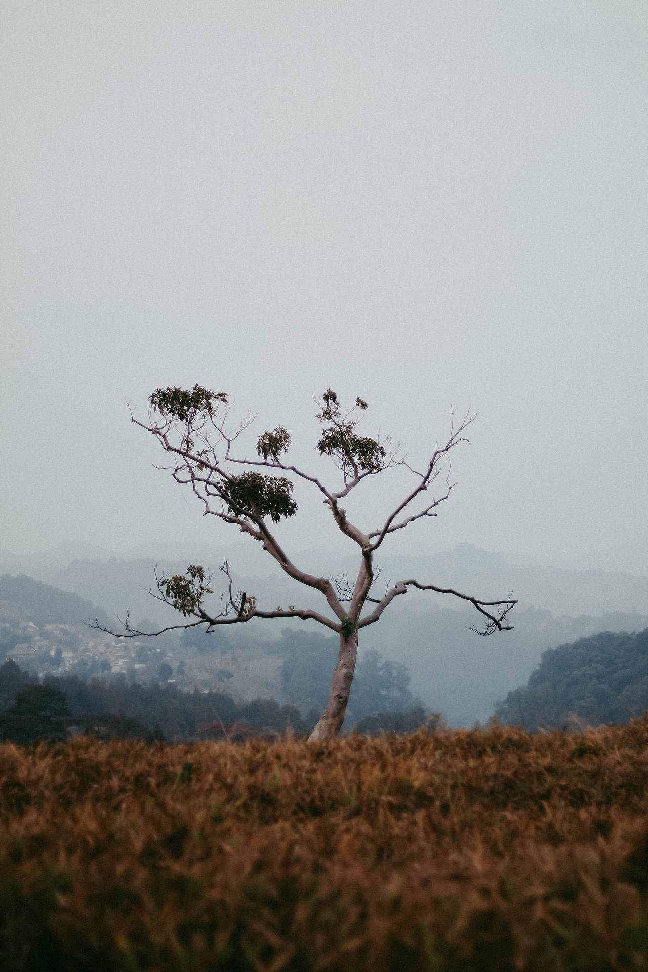 Iphone 11 Pro Max 4k Tree On Field Background