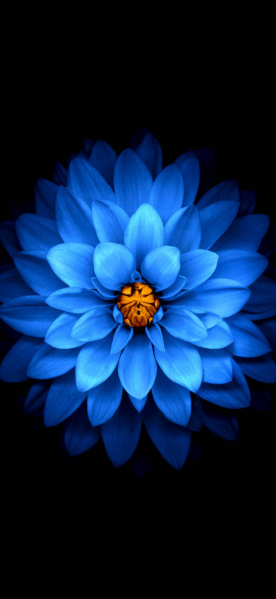 Iphone 11 Pro Max Blue Flower Background