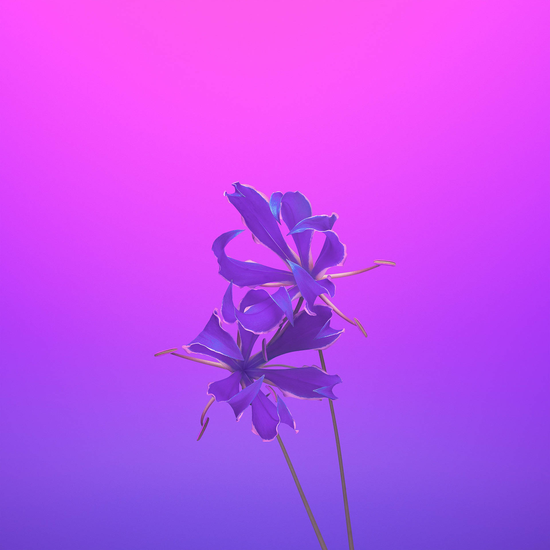 Iphone 11 Purple Flower Hd Background