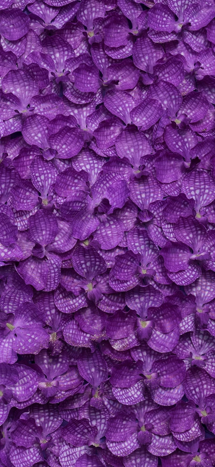 Iphone 11 Purple Flower Petals Background