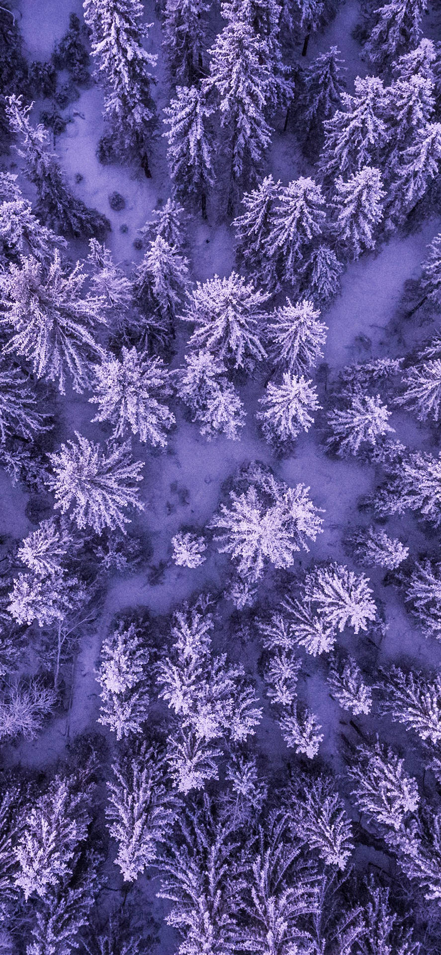 Iphone 11 Purple Snow Forest Background