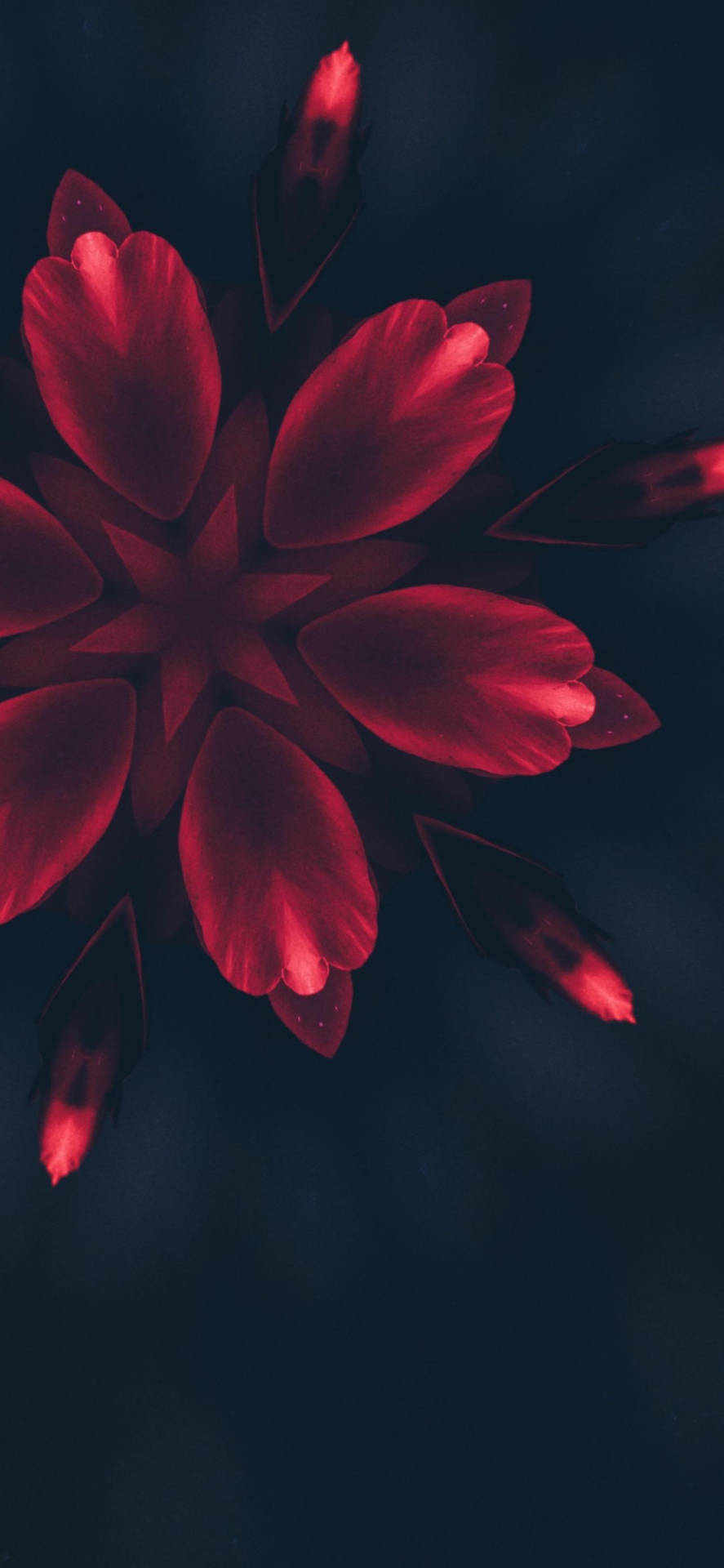 Iphone 14 Pro Red Flower Petals Background