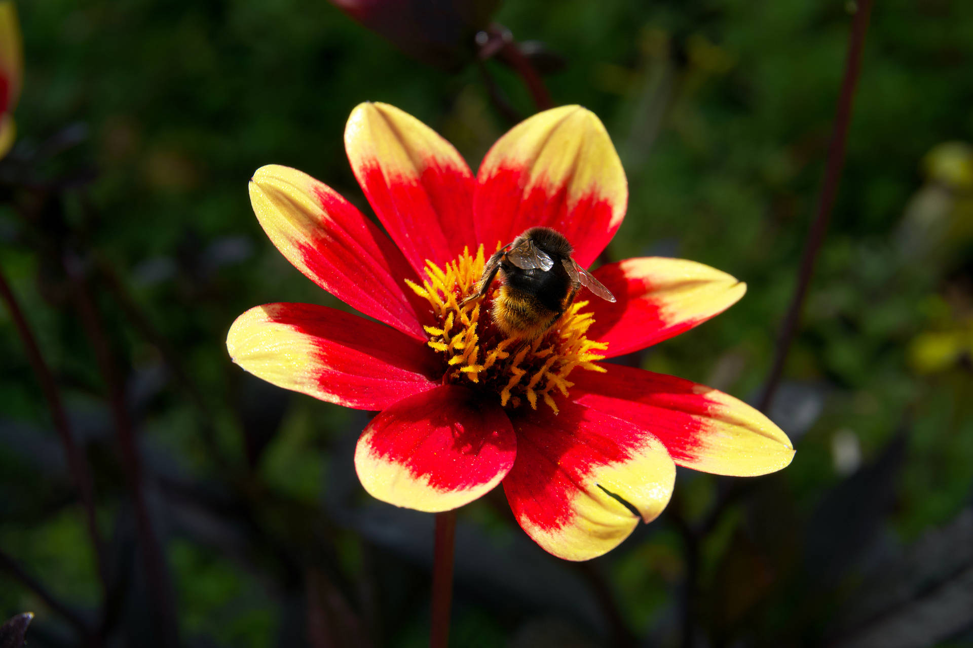 Iphone 4k Bumblebee