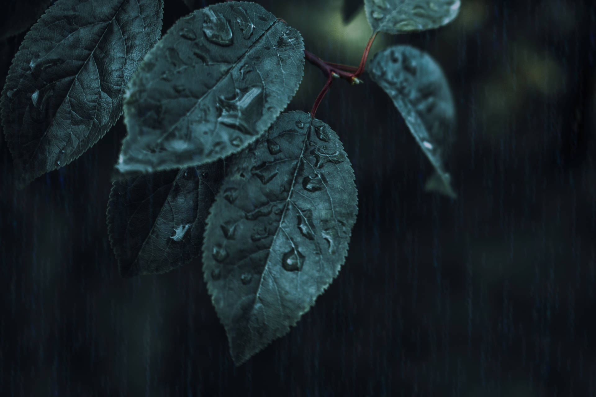 Iphone 4k Leaves Rain Background