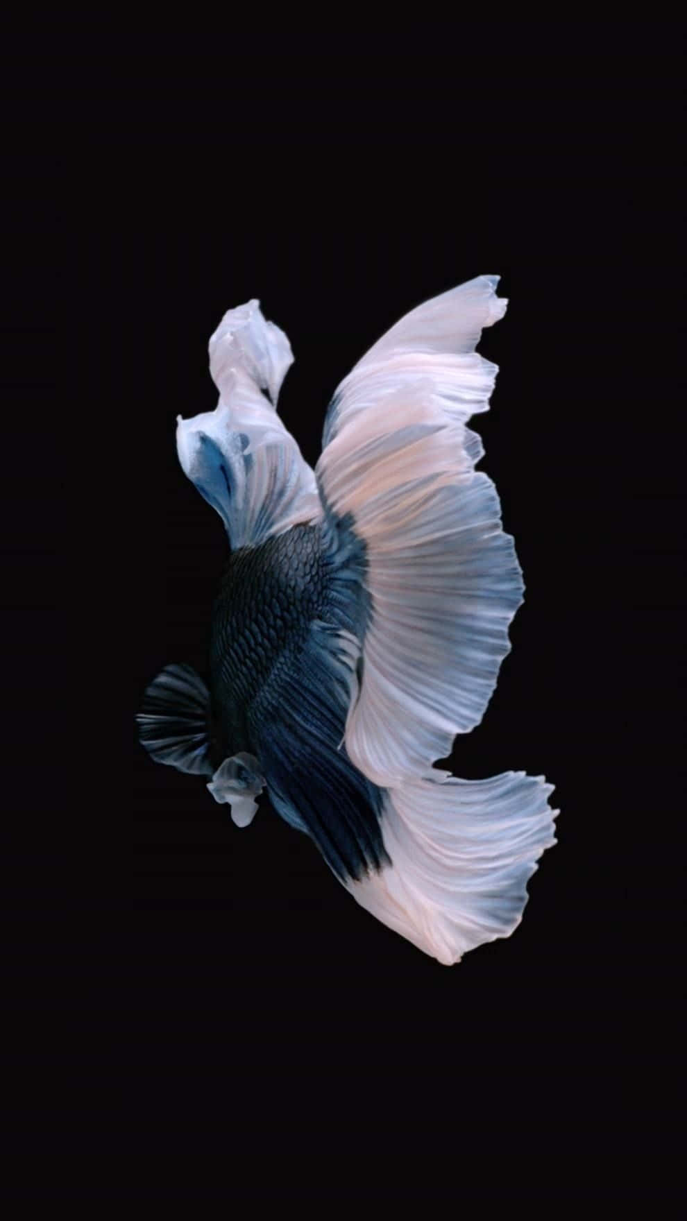 Iphone 6s Default Black White Fish Background