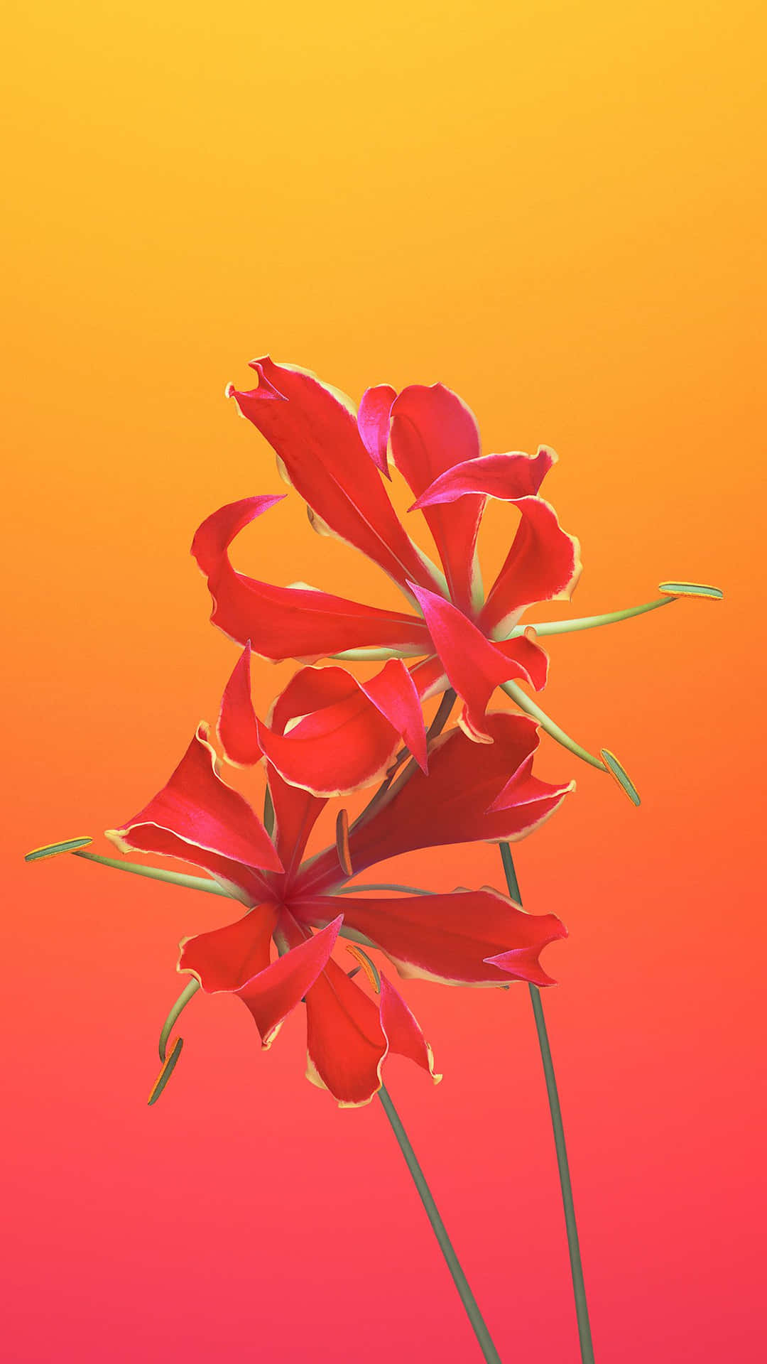 Iphone 6s Default Flame Lily Background