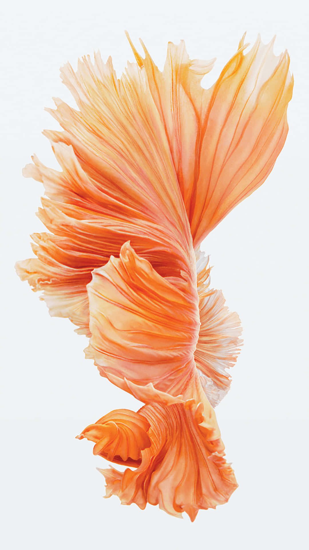 Iphone 6s Default Rose Gold Fish Background