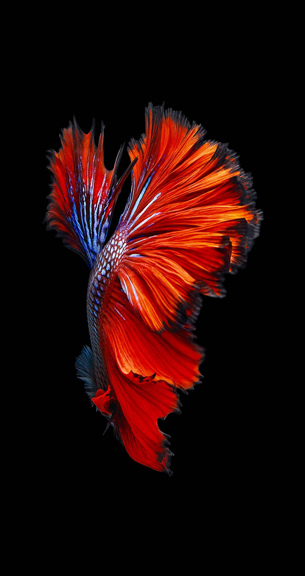 Iphone 6s Live Blue-red Betta Background
