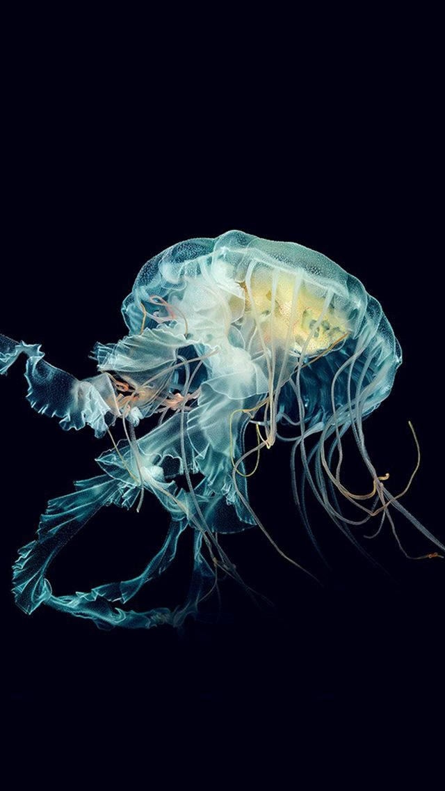Iphone 6s Live Jellyfish Background