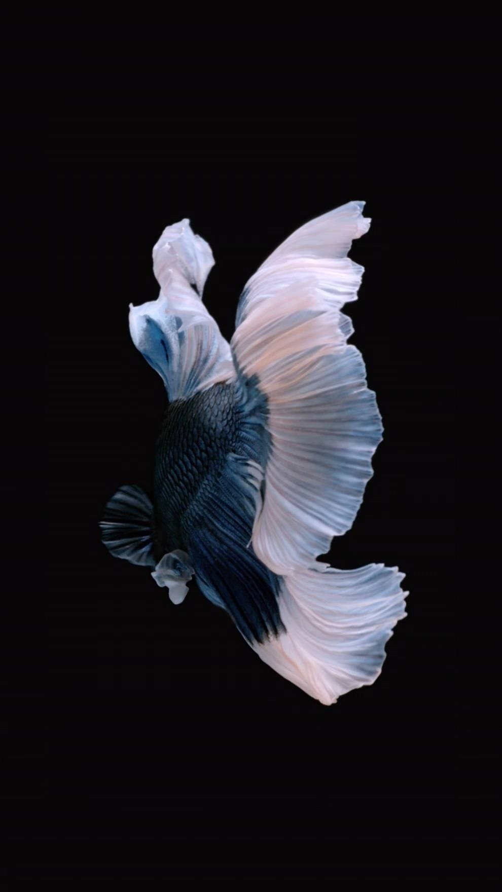 Iphone 6s Live Of Black Betta Background