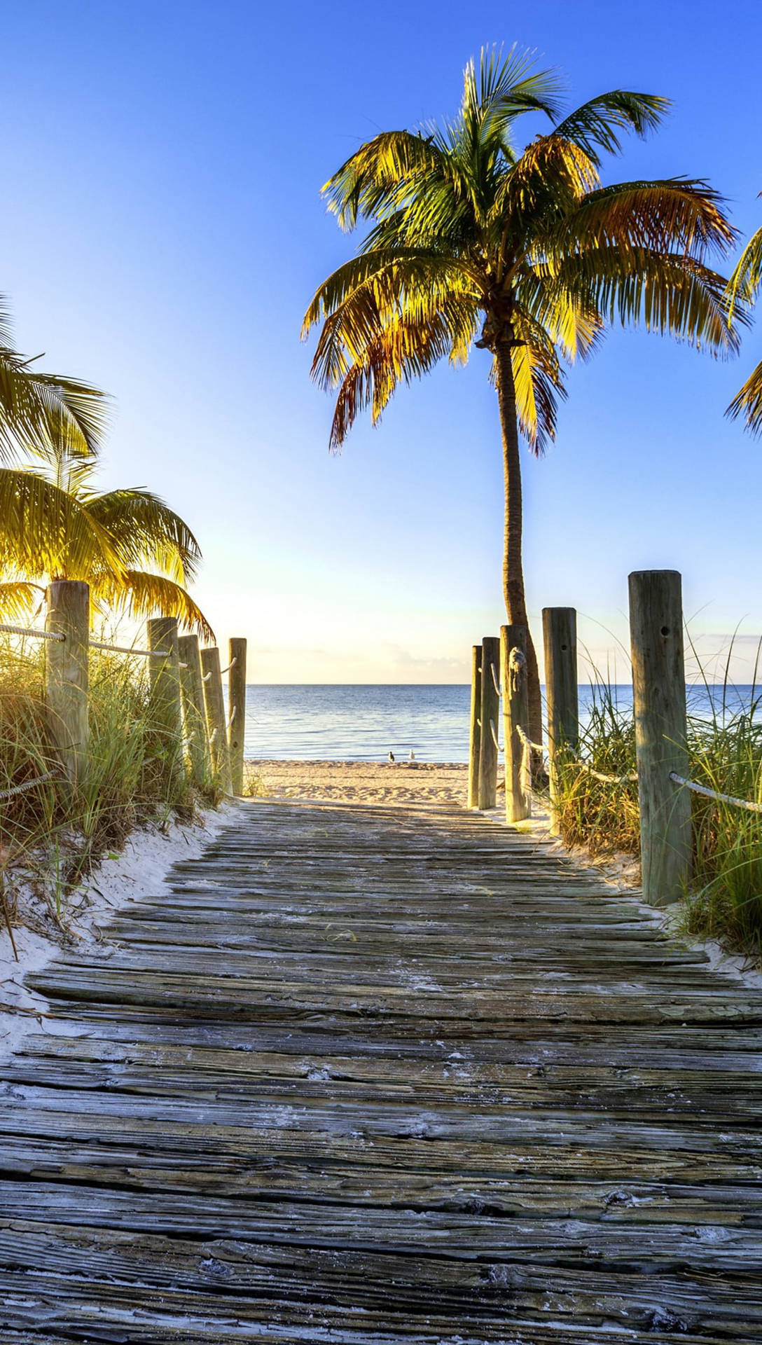 Iphone 7 Beach And Palm Trees Background