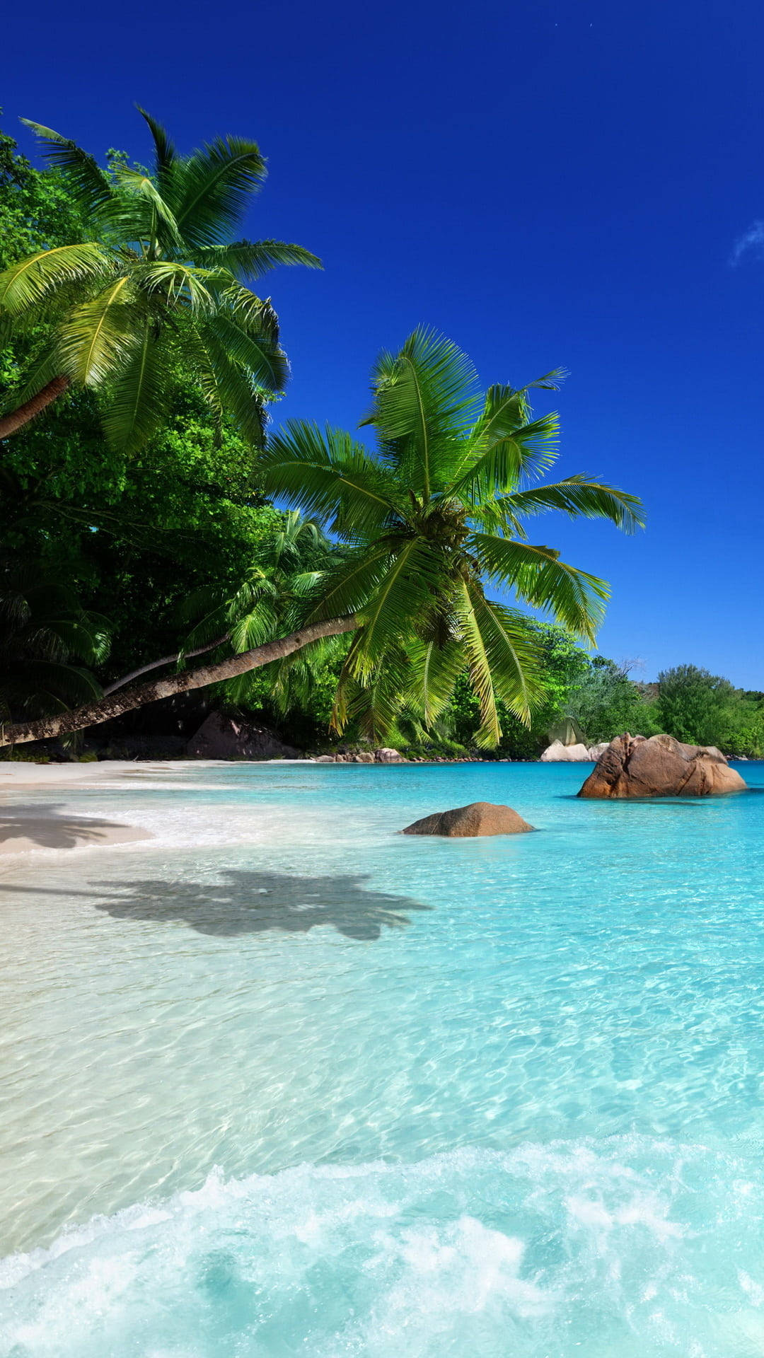 Iphone 7 Beach With Palm Trees Leaning Background