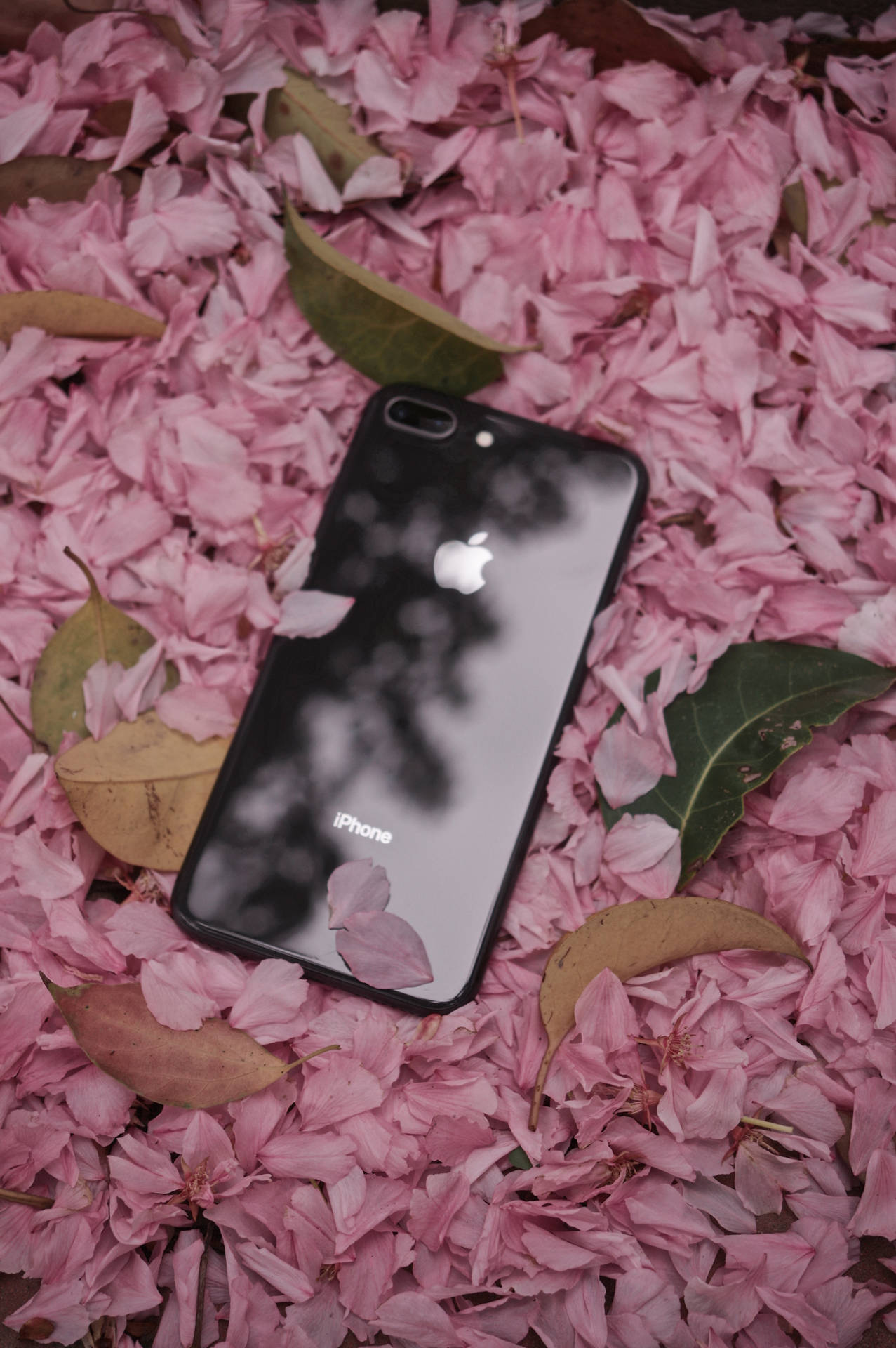 Iphone 8 Flowers Background