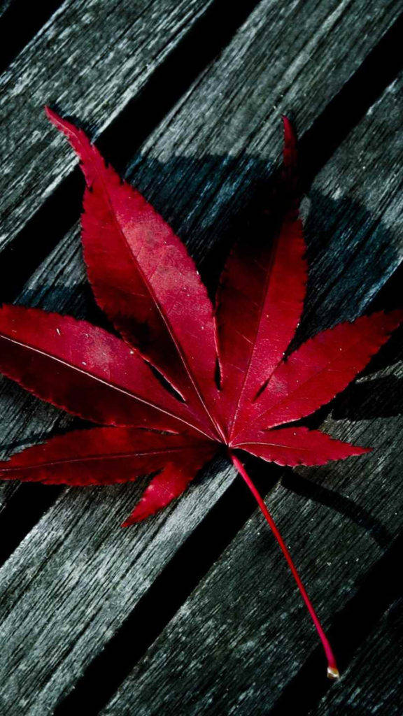 Iphone 8 Red Leaf Background