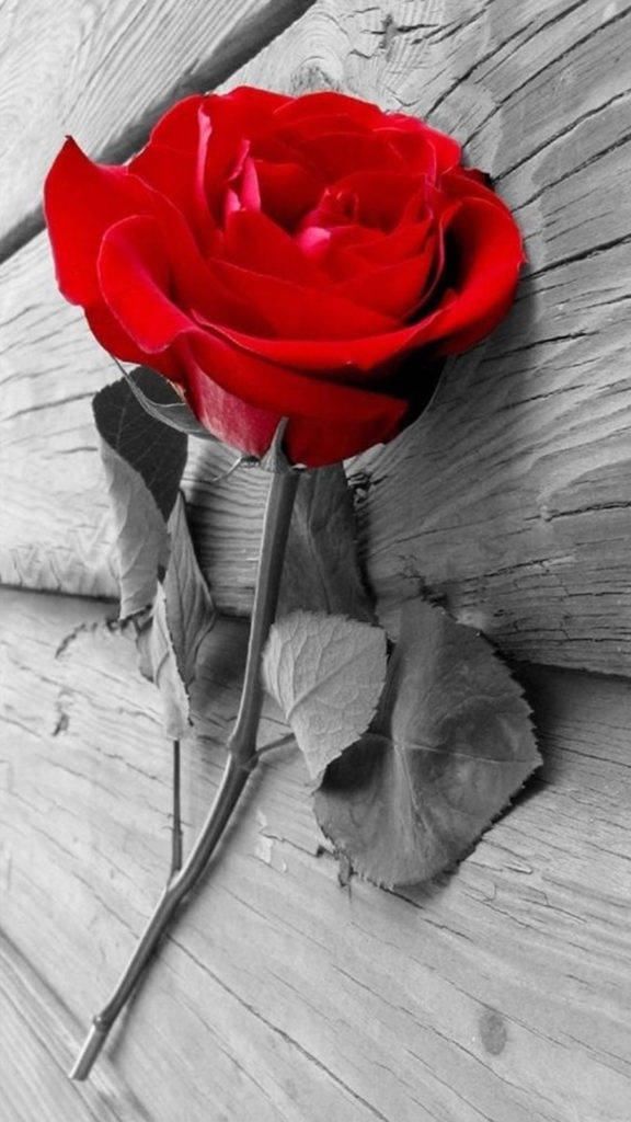 Iphone 8 Red Rose Background