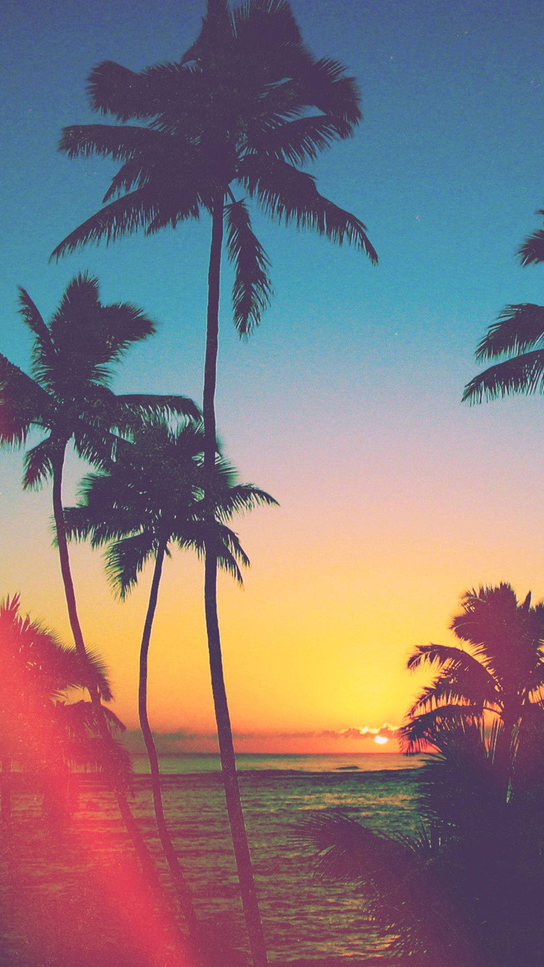 Iphone California Beach Palm Trees Background