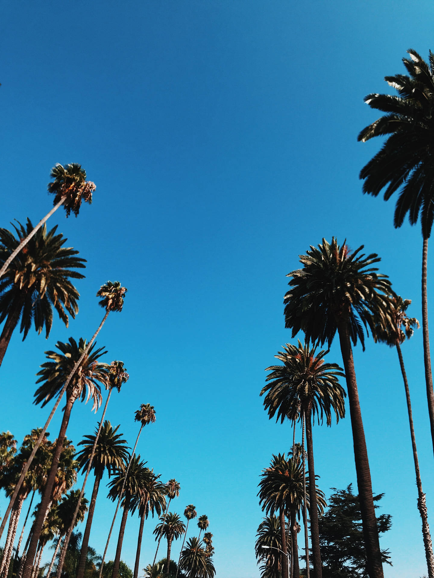 Iphone California Palm Trees And Blue Sky Background