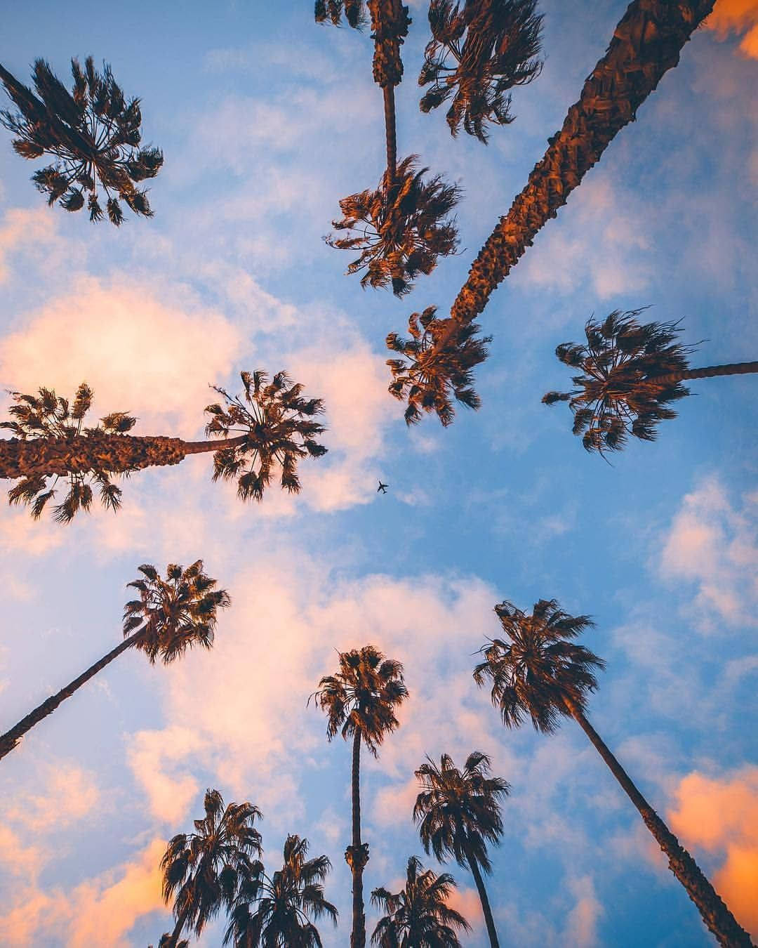 Iphone California Palm Trees Low Angle Shot Background