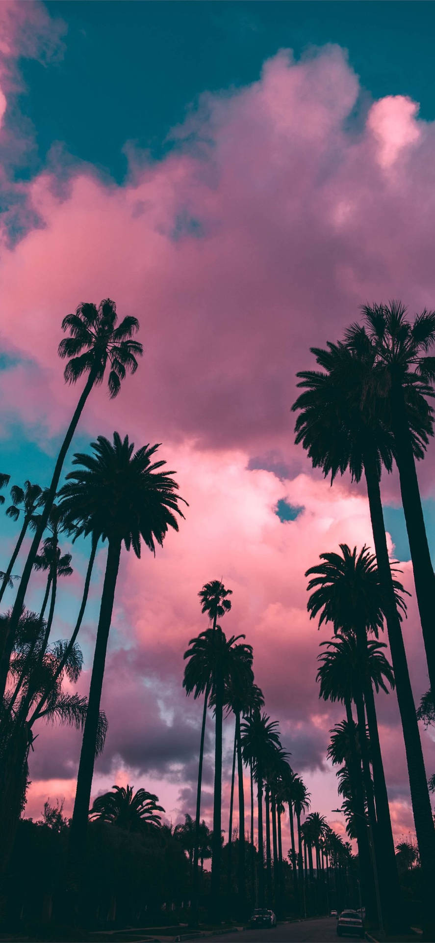 Iphone California Palm Trees Silhouette Background