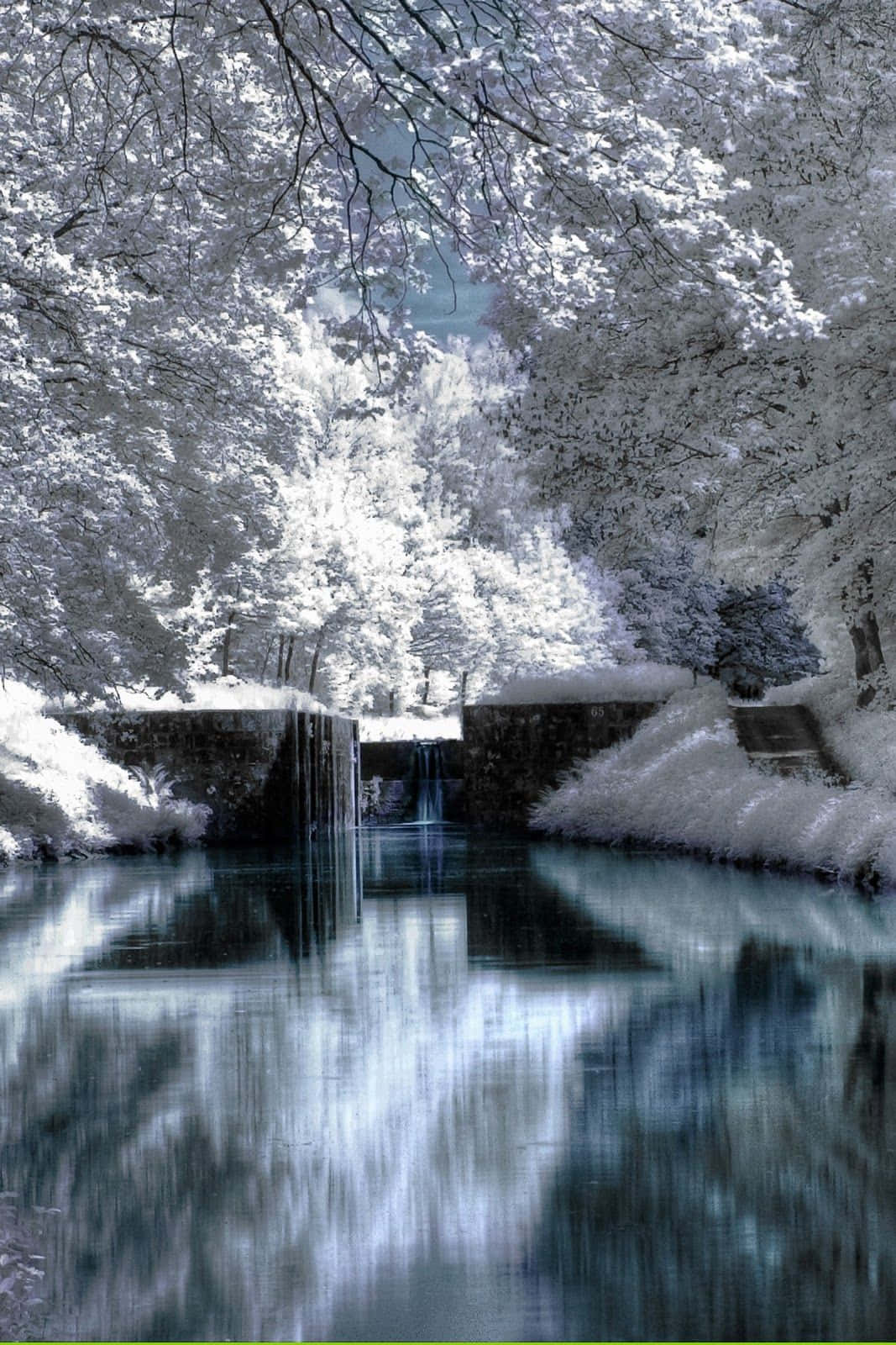 Iphone Christmas Snow White Trees Background