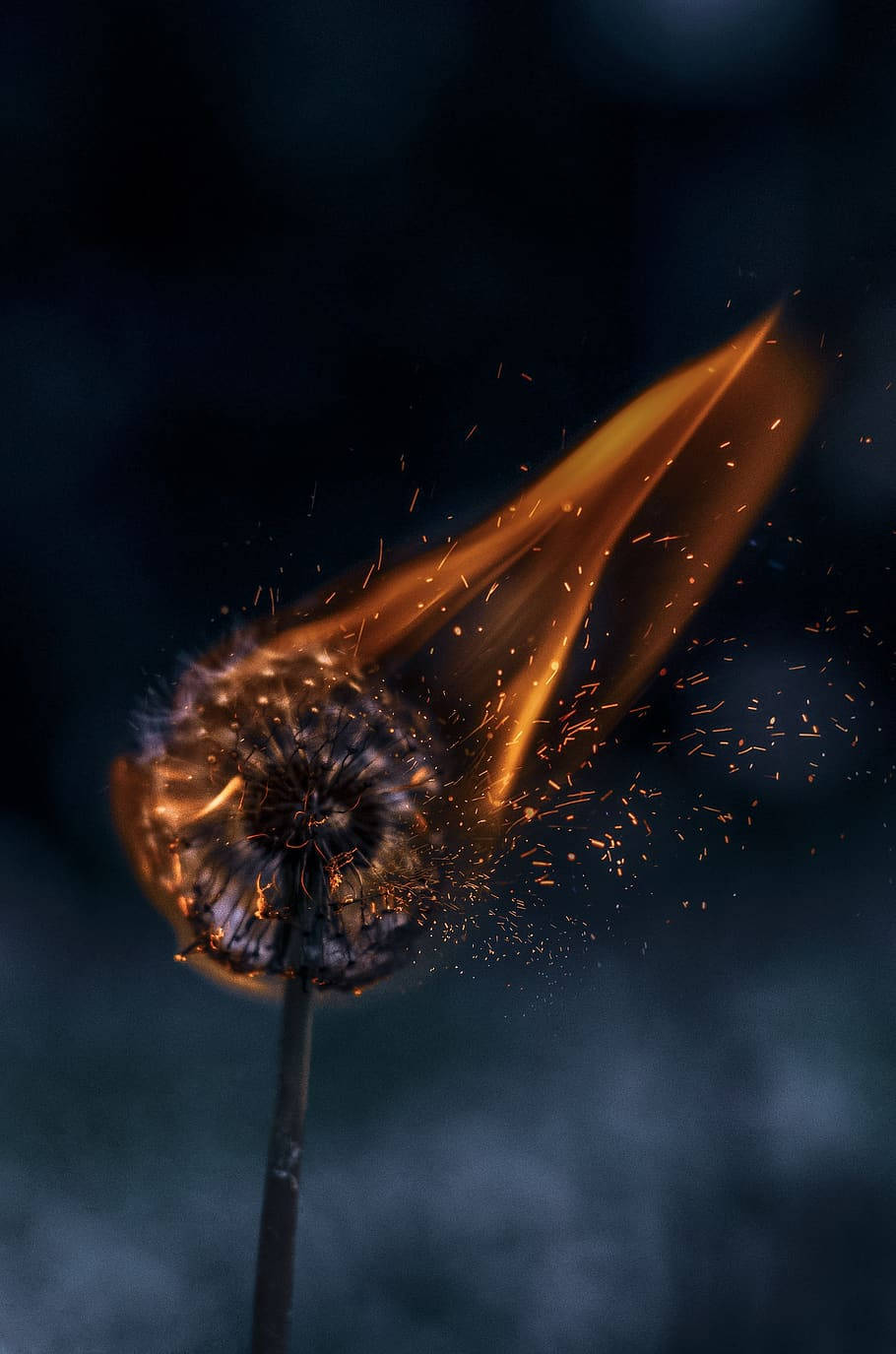 Iphone Dandelion Aesthetic Fire