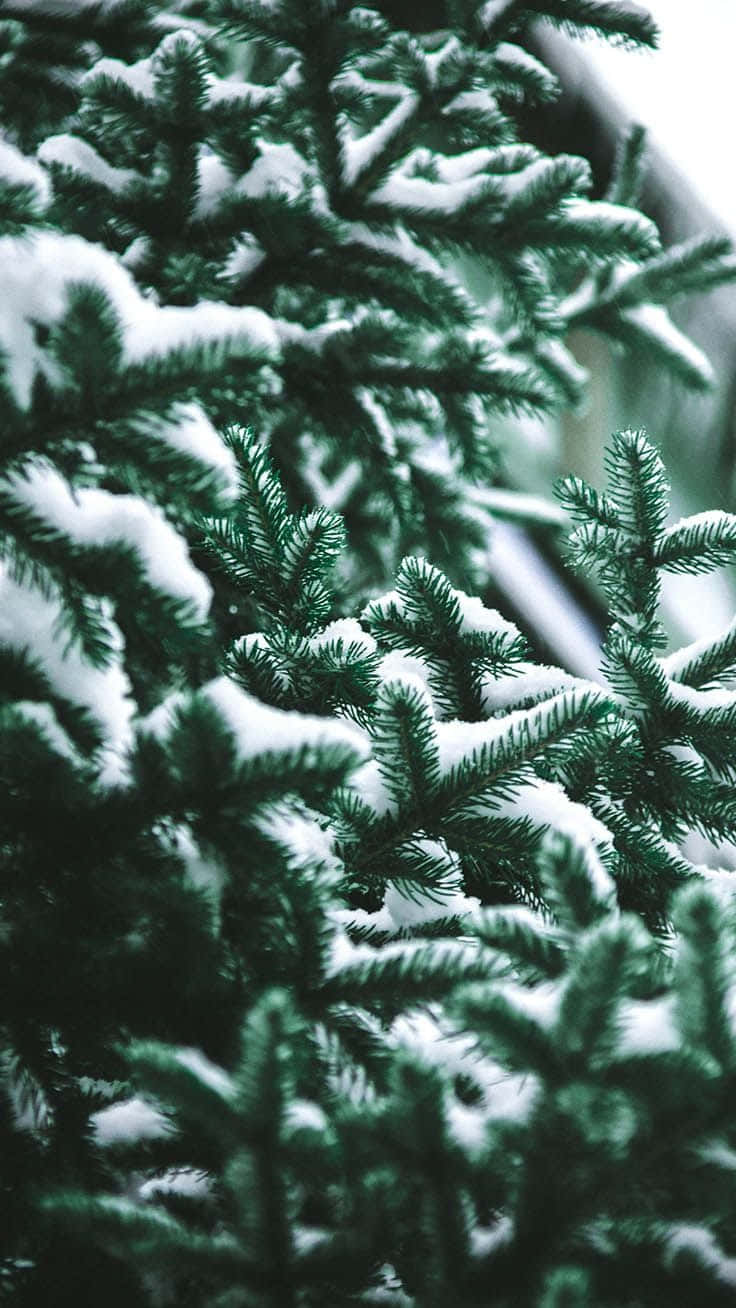 Iphone Green Christmas Snow Background