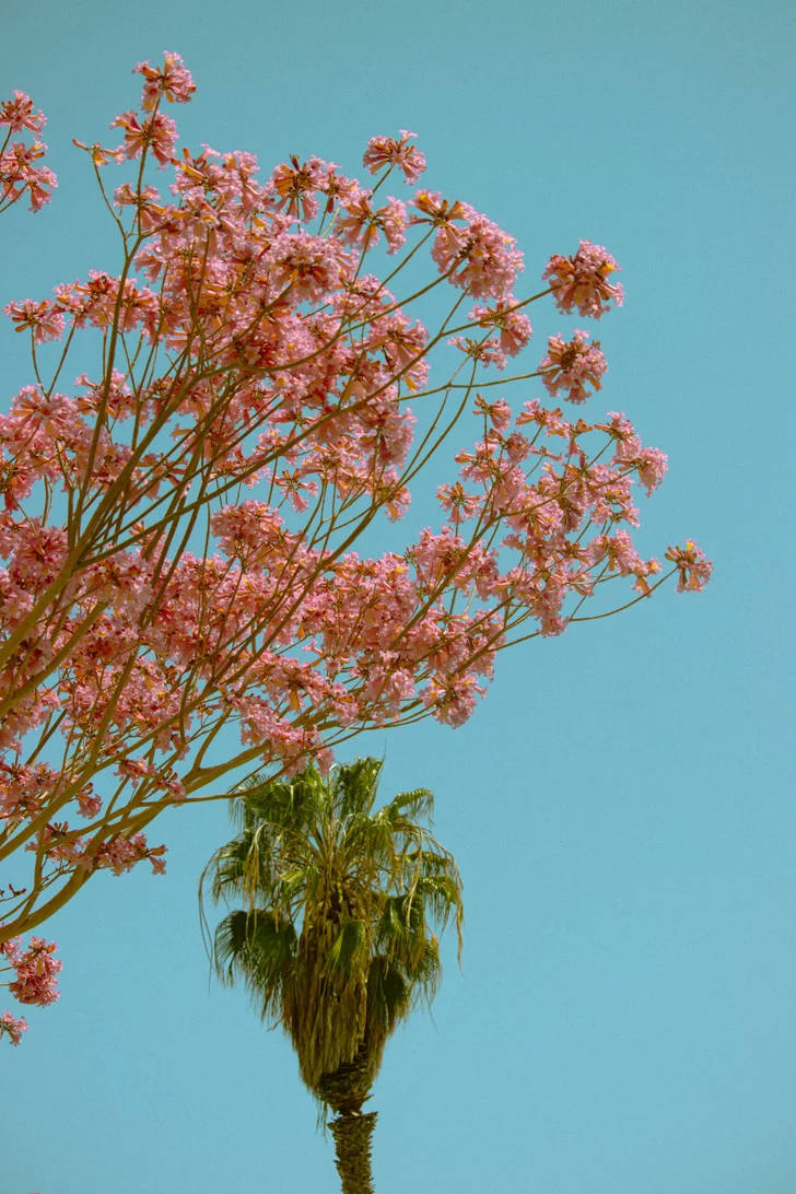 Iphone Home Screen Pink Trumpet Tree Background