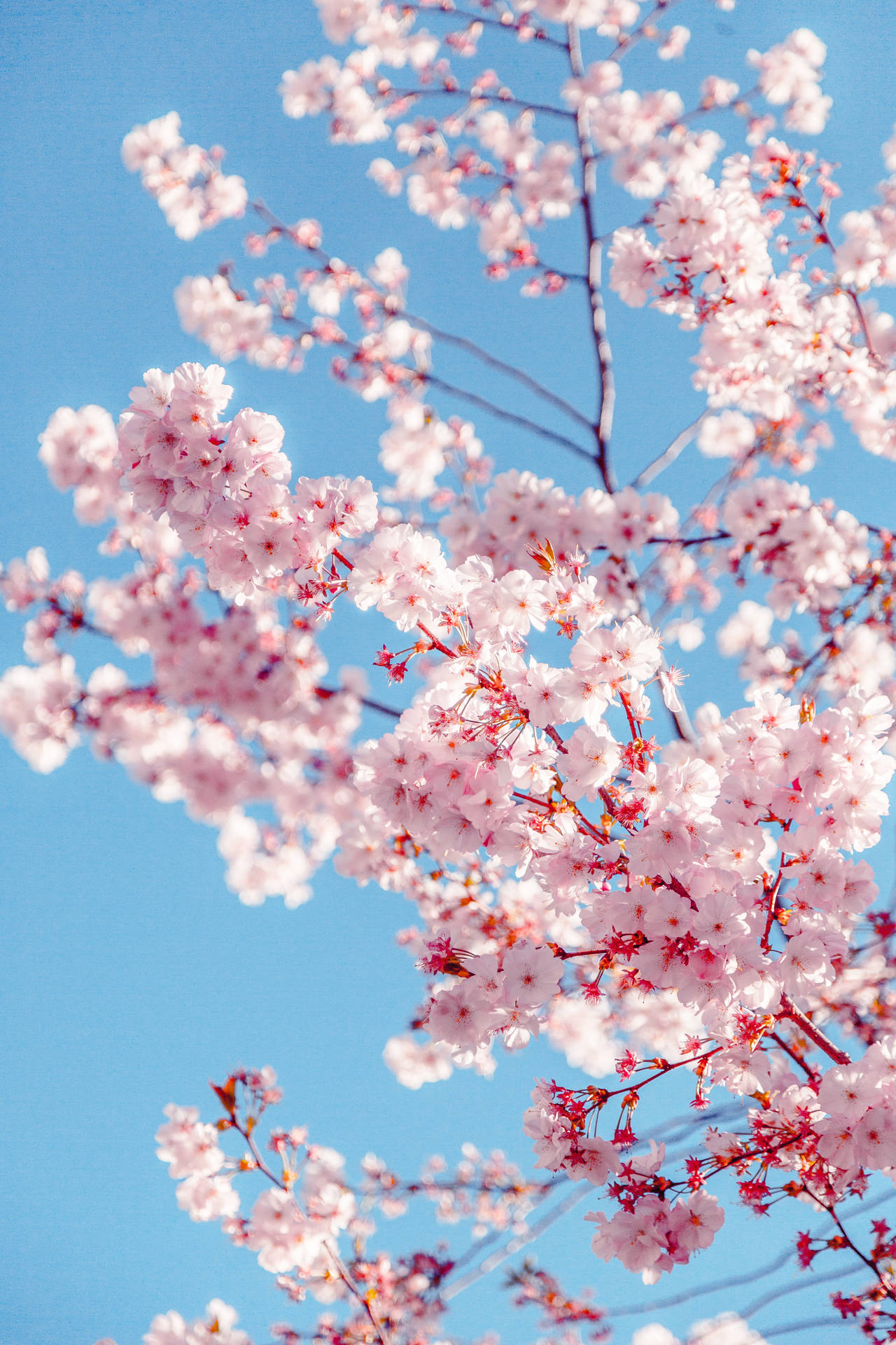 Iphone Lock Screen Sakura Blossoms