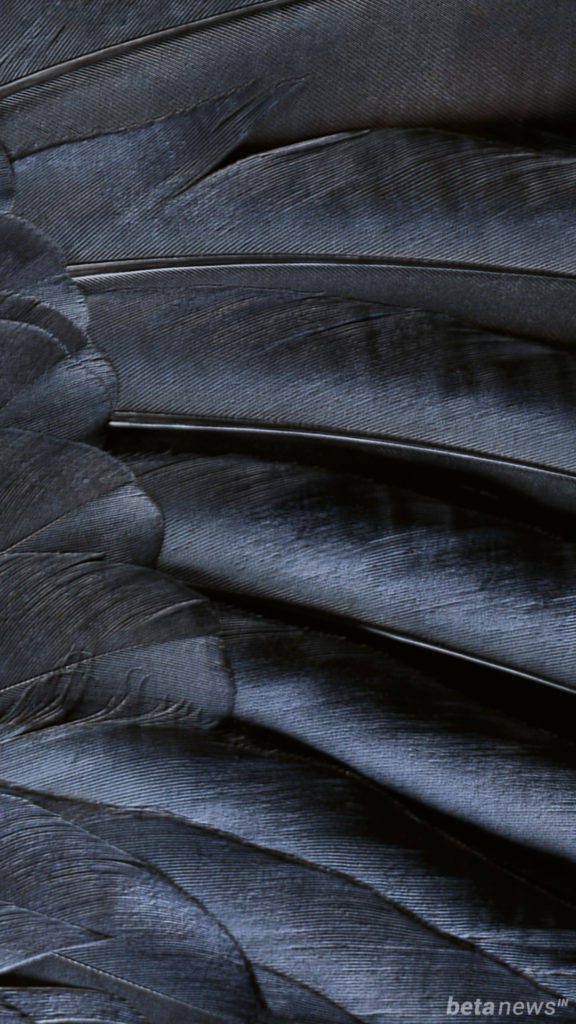 Iphone Stock Black Feathers Background