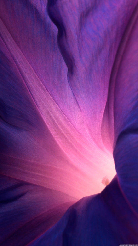 Iphone Stock Purple Flower Background