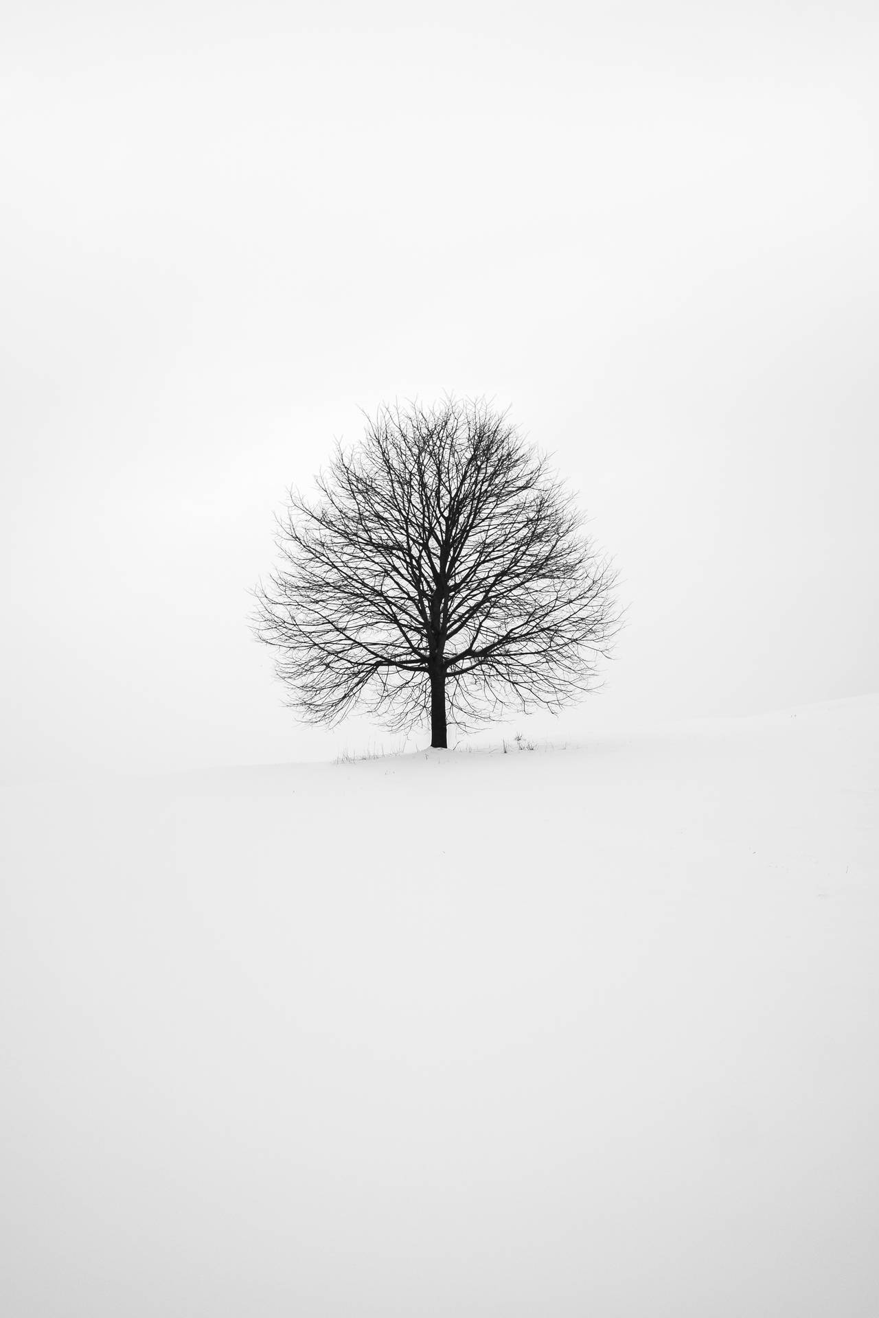 Iphone White Barren Tree Background