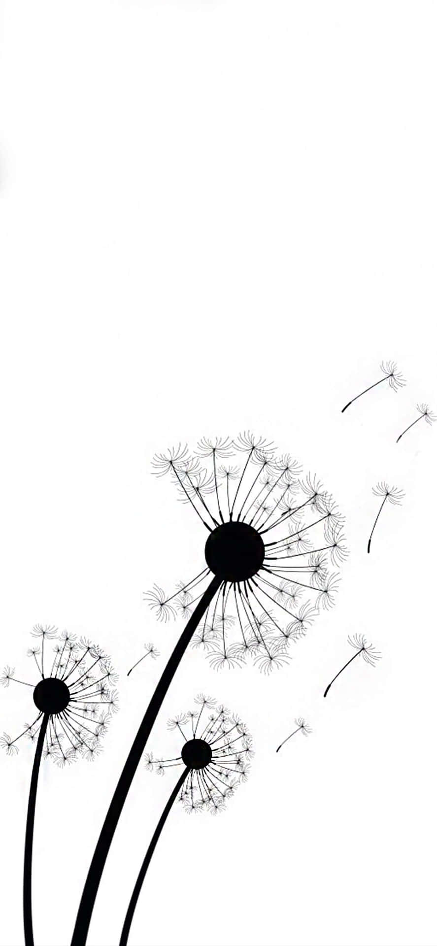 Iphone White Dandelions