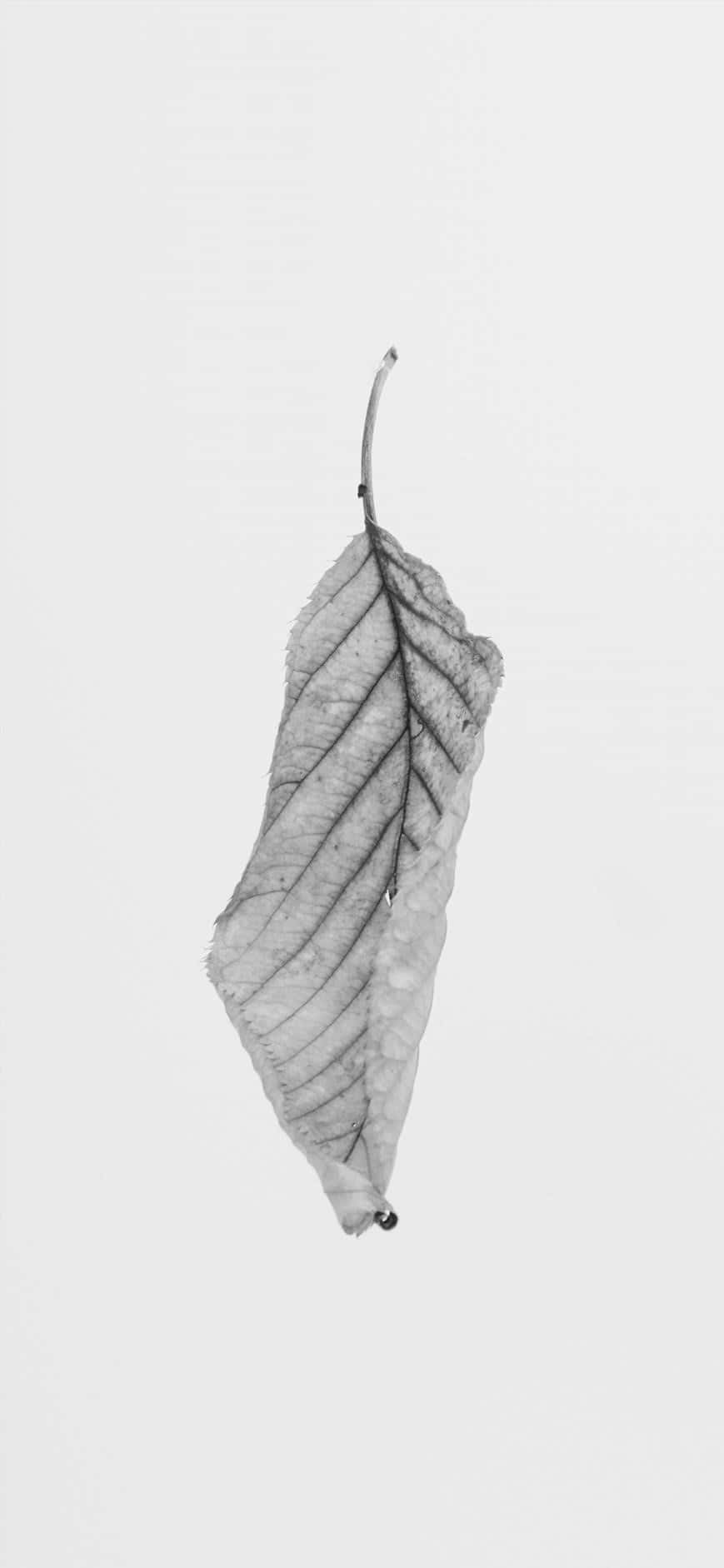 Iphone White Monochrome Leaf Background