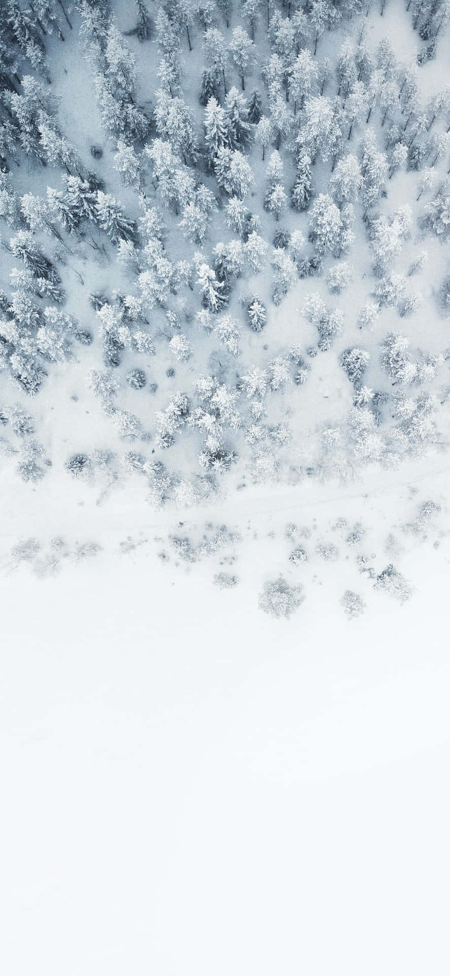 Iphone White Snowy Forest Background