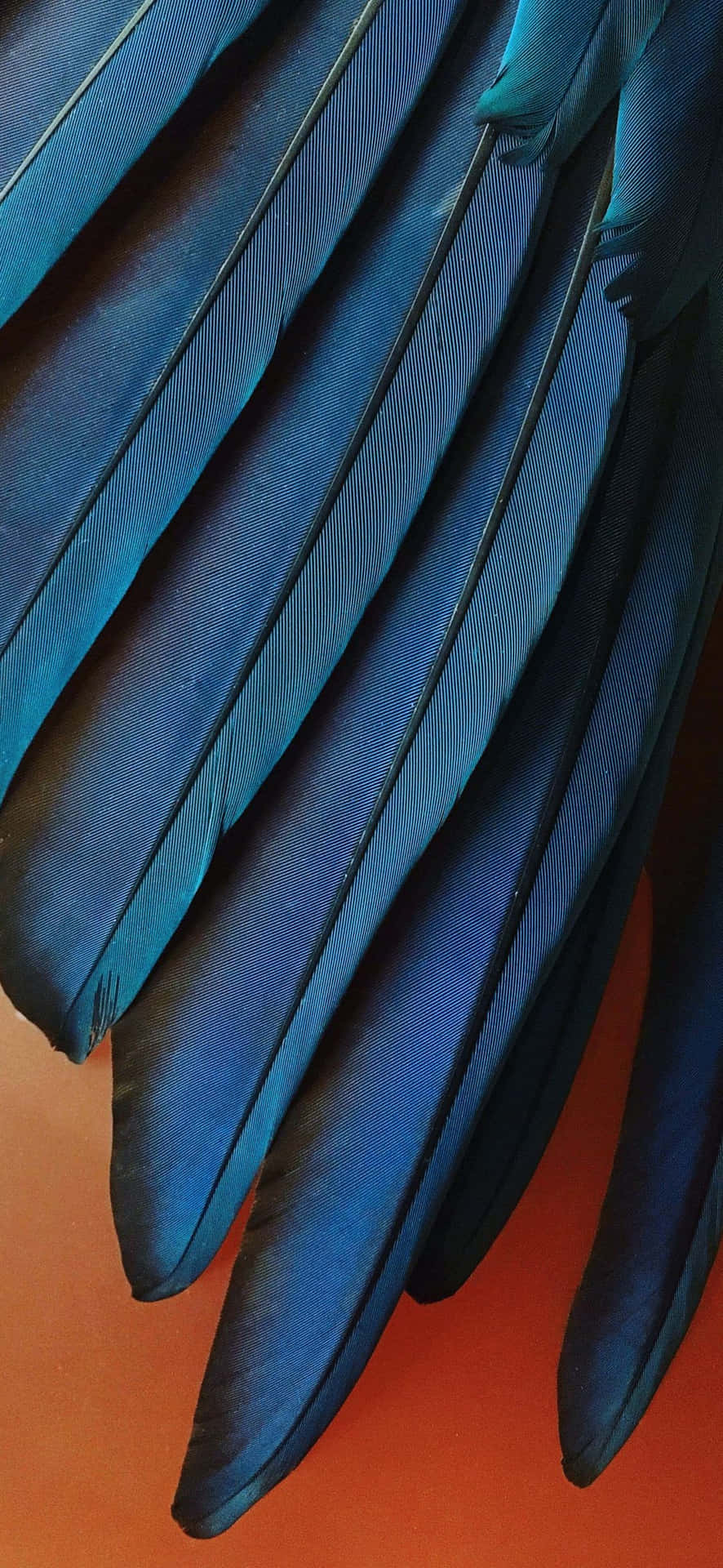 Iphone Xr Stock Teal Blue Feathers Background