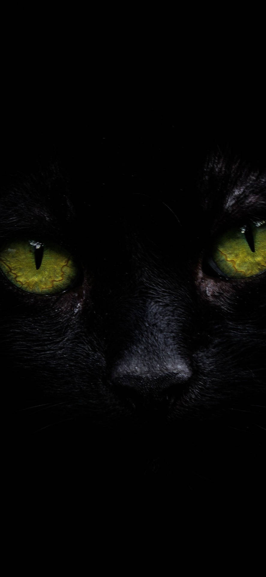 Iphone Xs Max Oled Black Cat Background