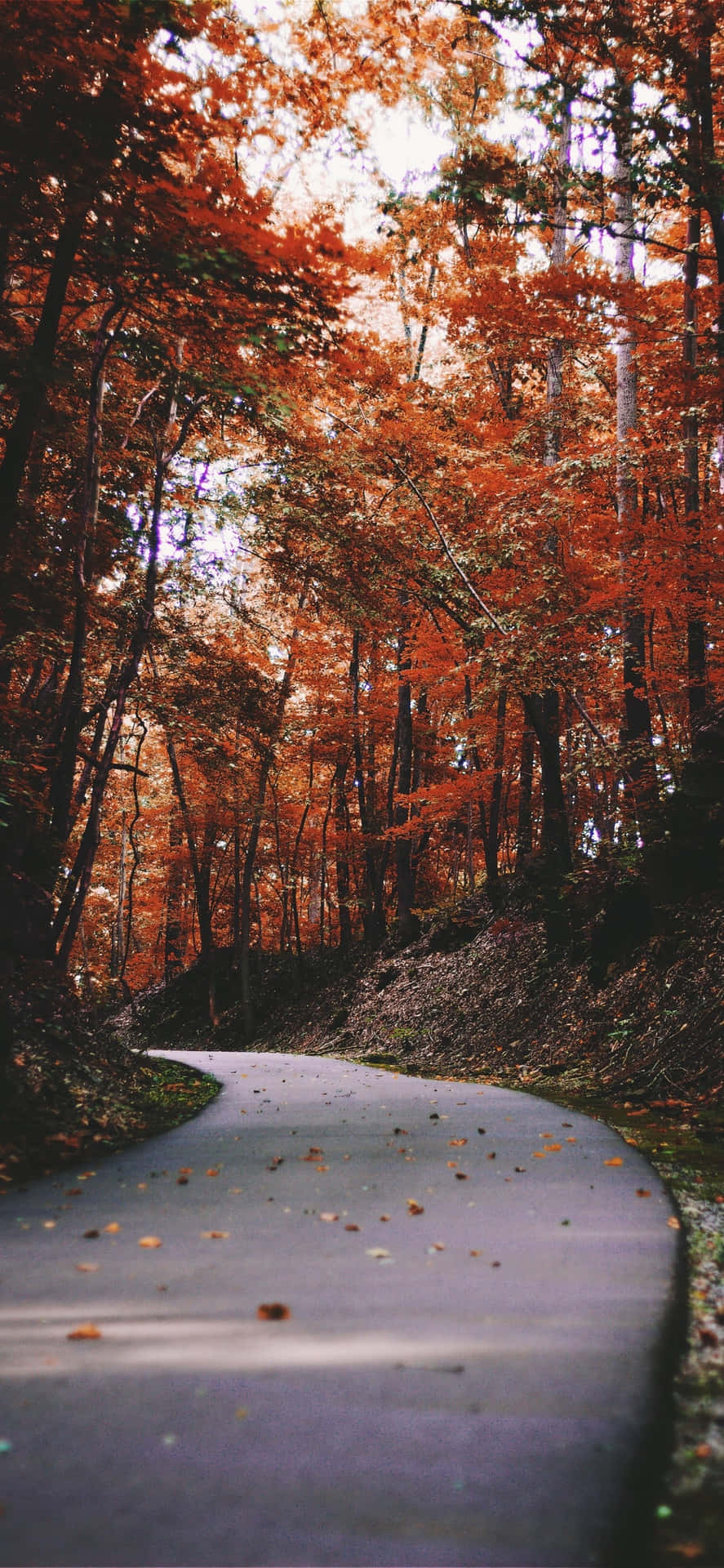 Iphones Xs Max Narrow Autumn Road Background