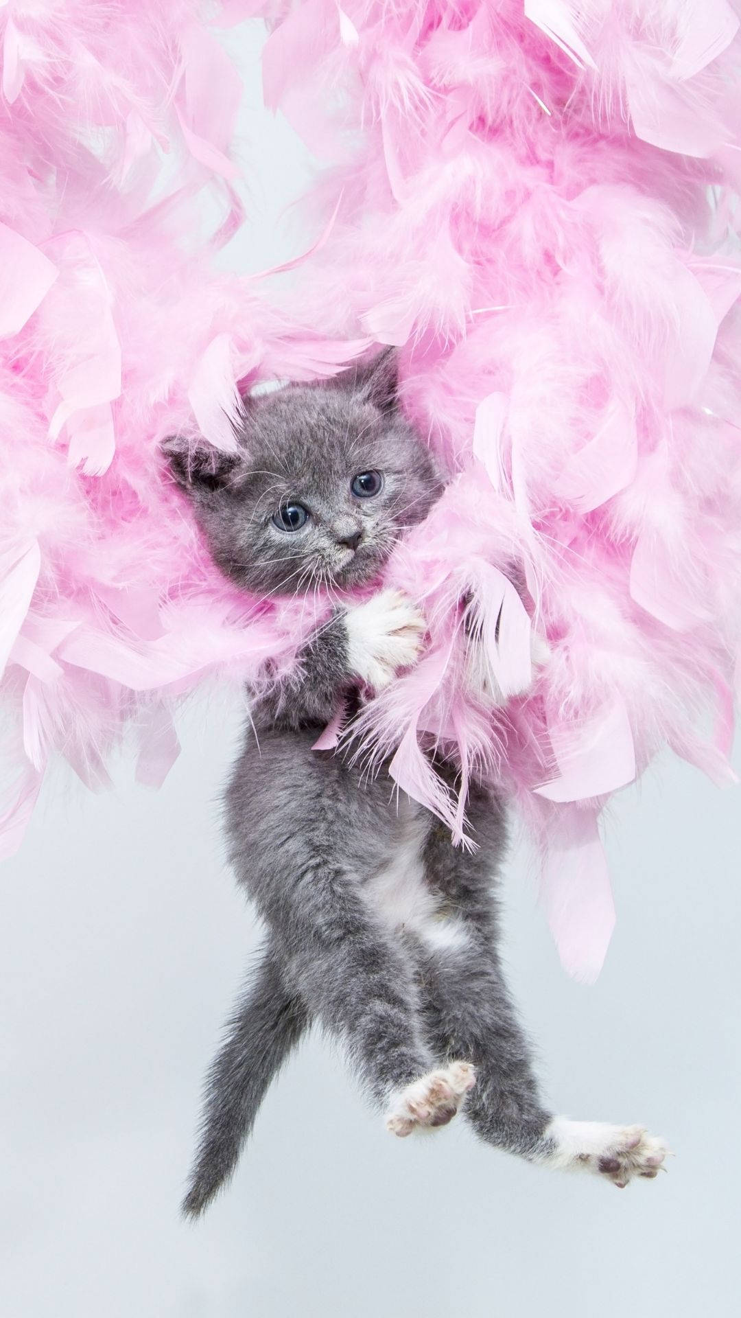 Ipod Touch Gray Kitten On Pink Feathers Background
