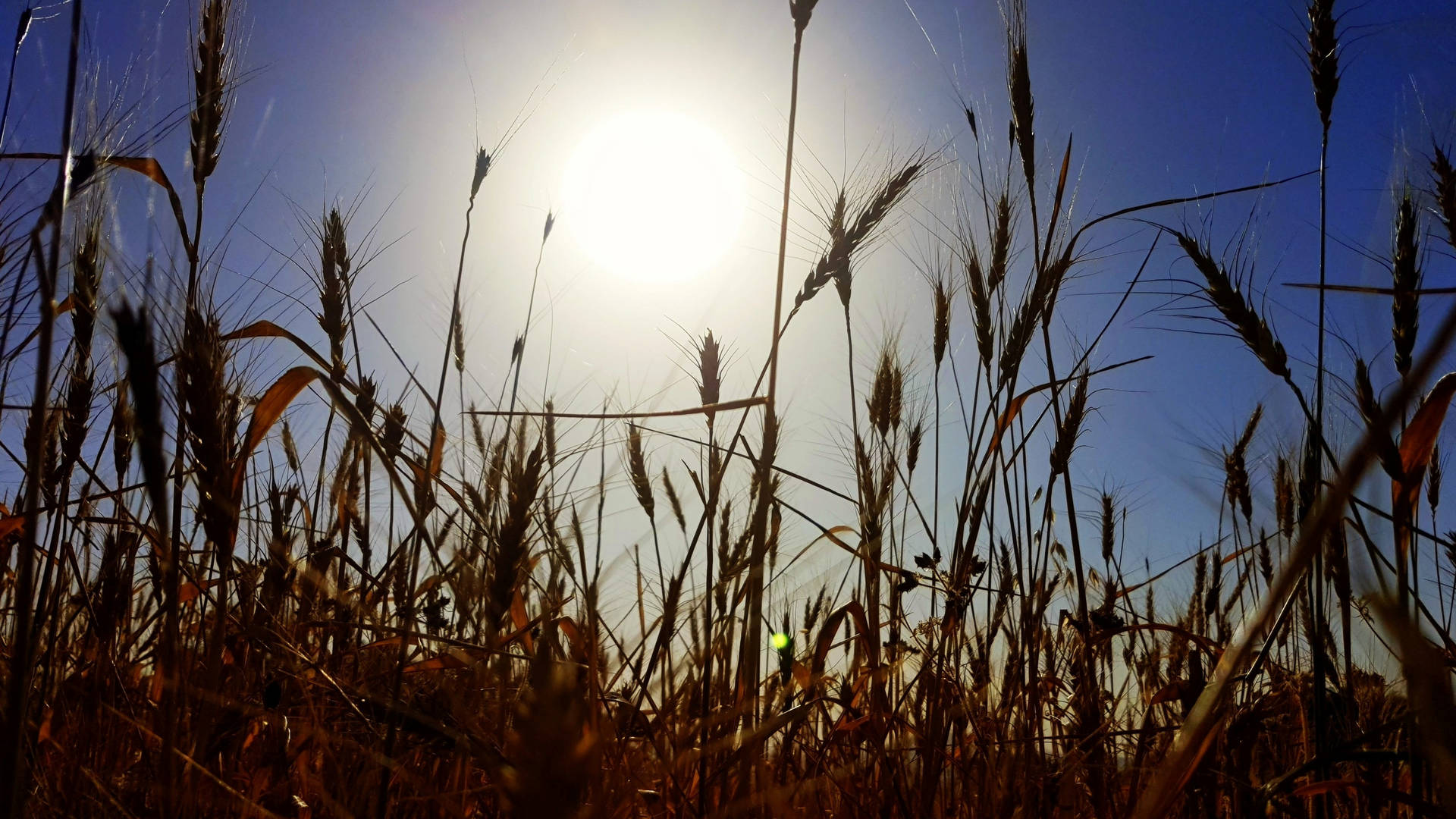Iraq Wheat Field Sunlight Background