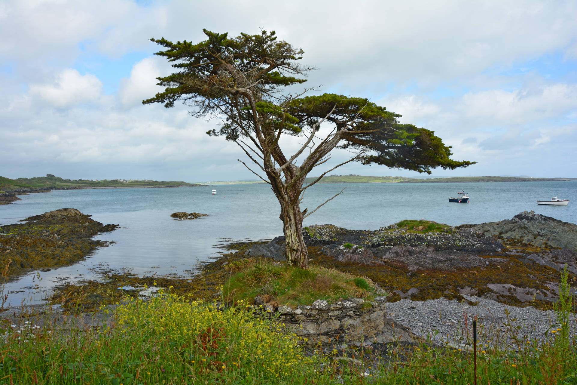 Ireland Lonely Coast Tree Background