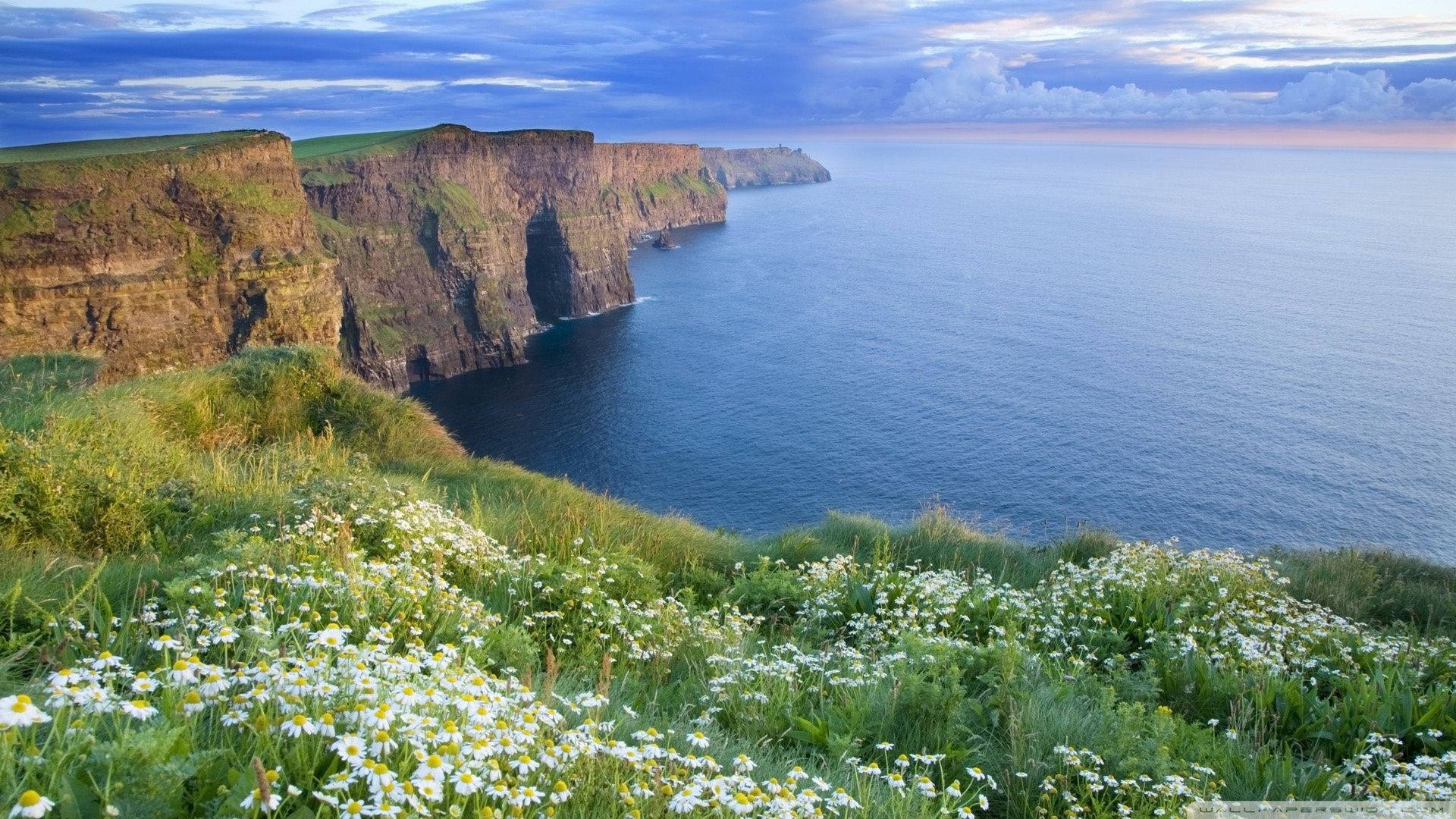 Ireland Wildflowers Cliffs Of Moher Background