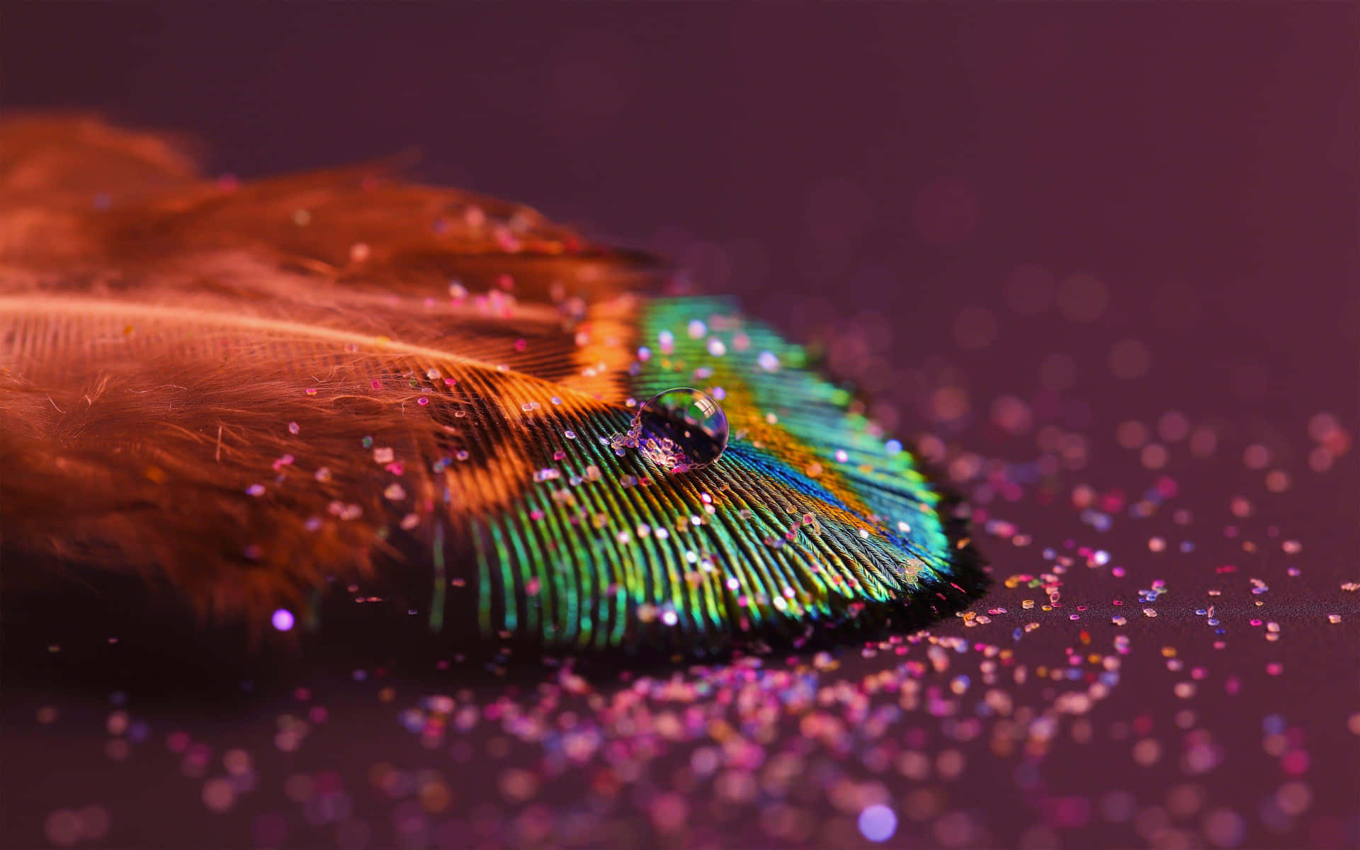 Iridescent Featherwith Water Droplet Background