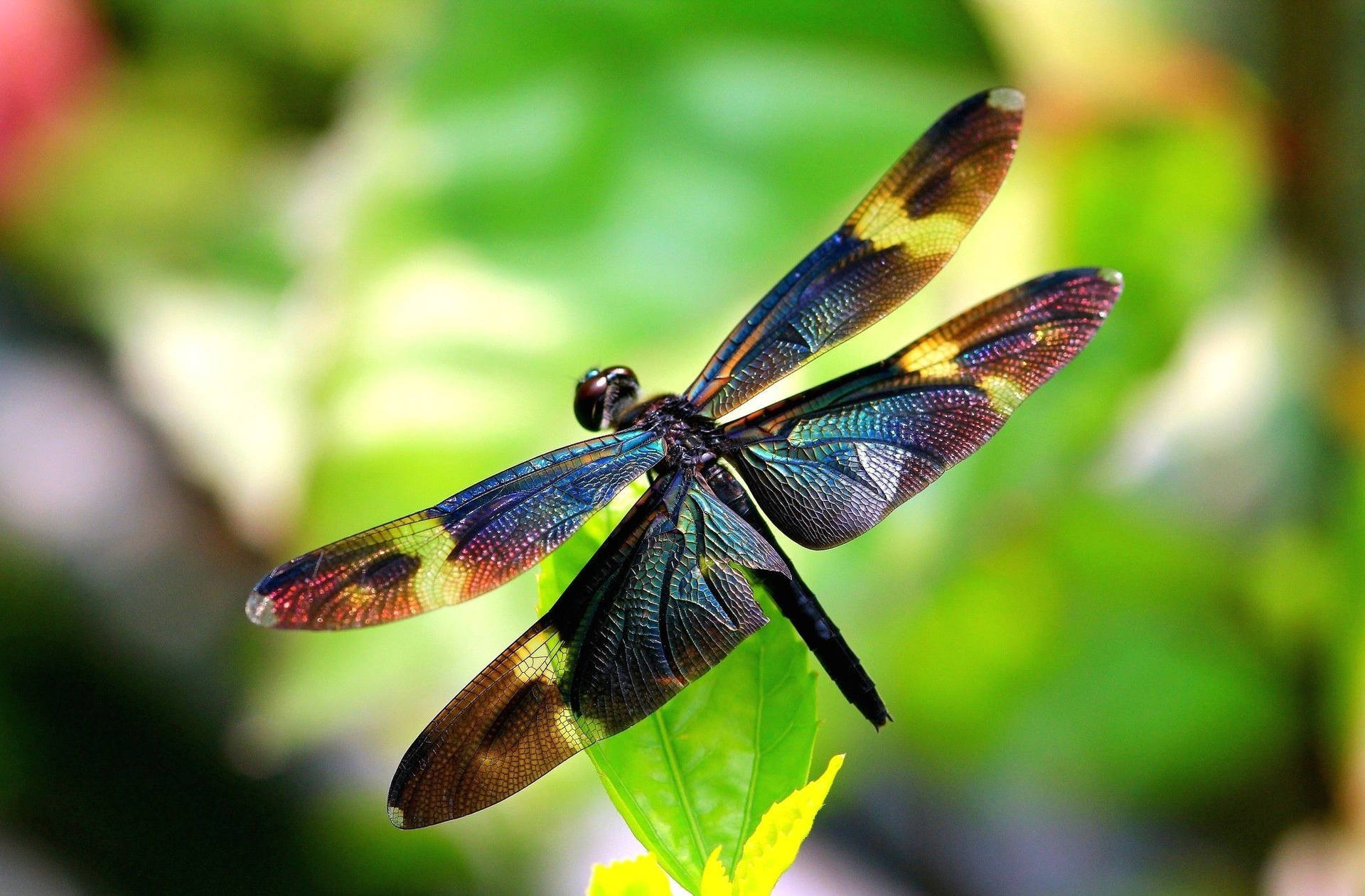 Iridescent Metallic Dragonfly Background