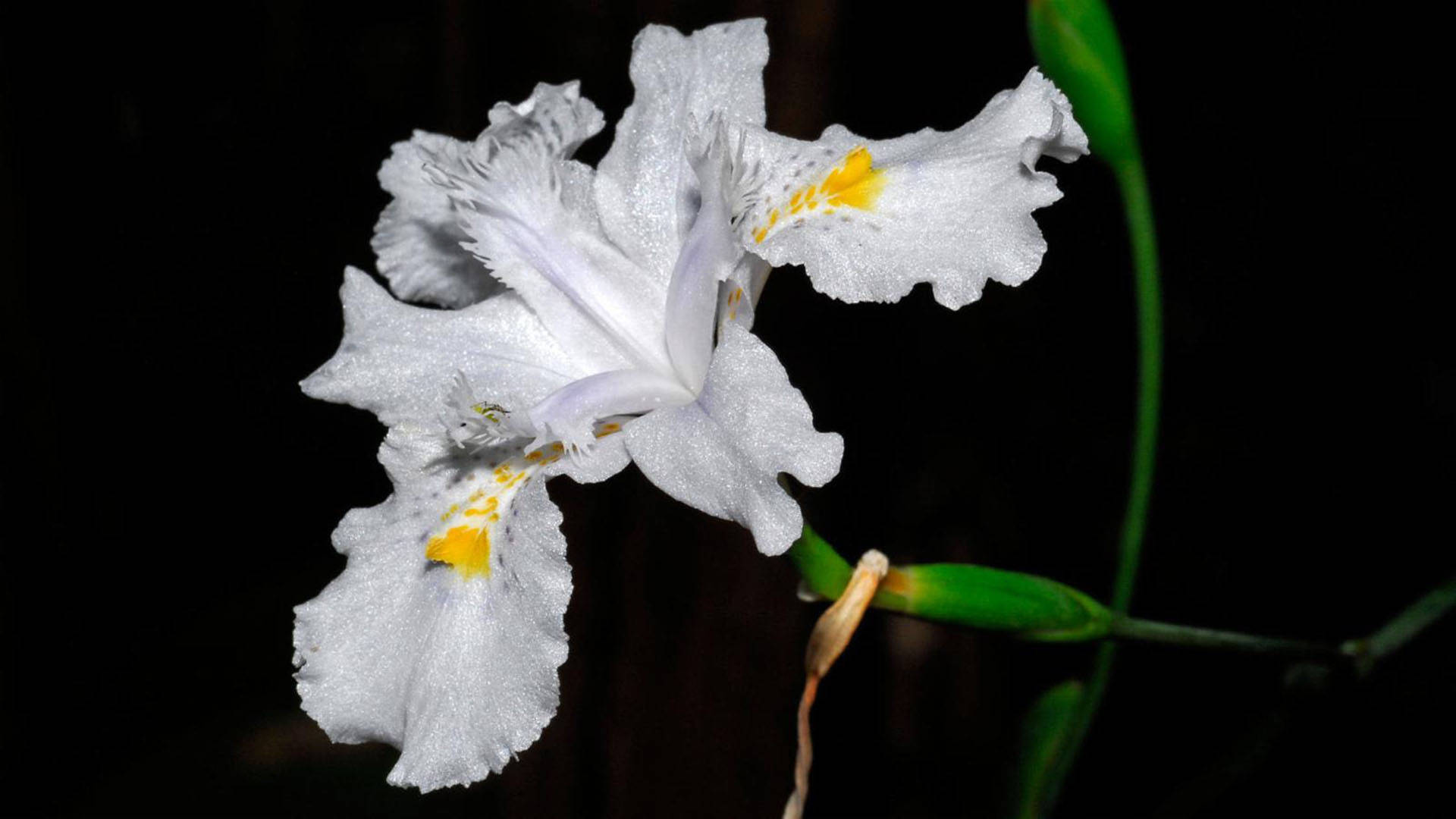Iris Flower Japonica Background