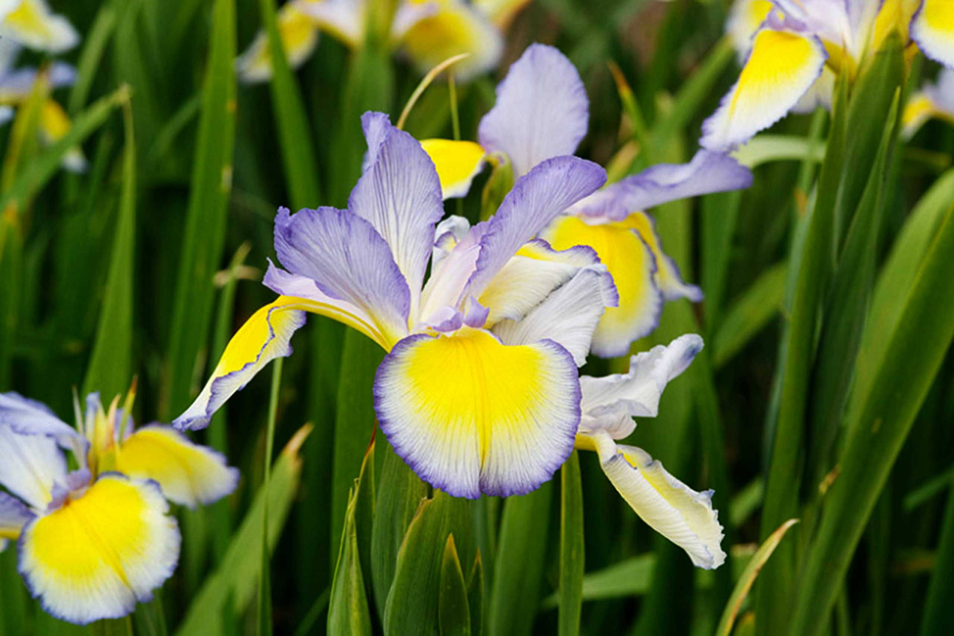 Iris Flower Spuria Background