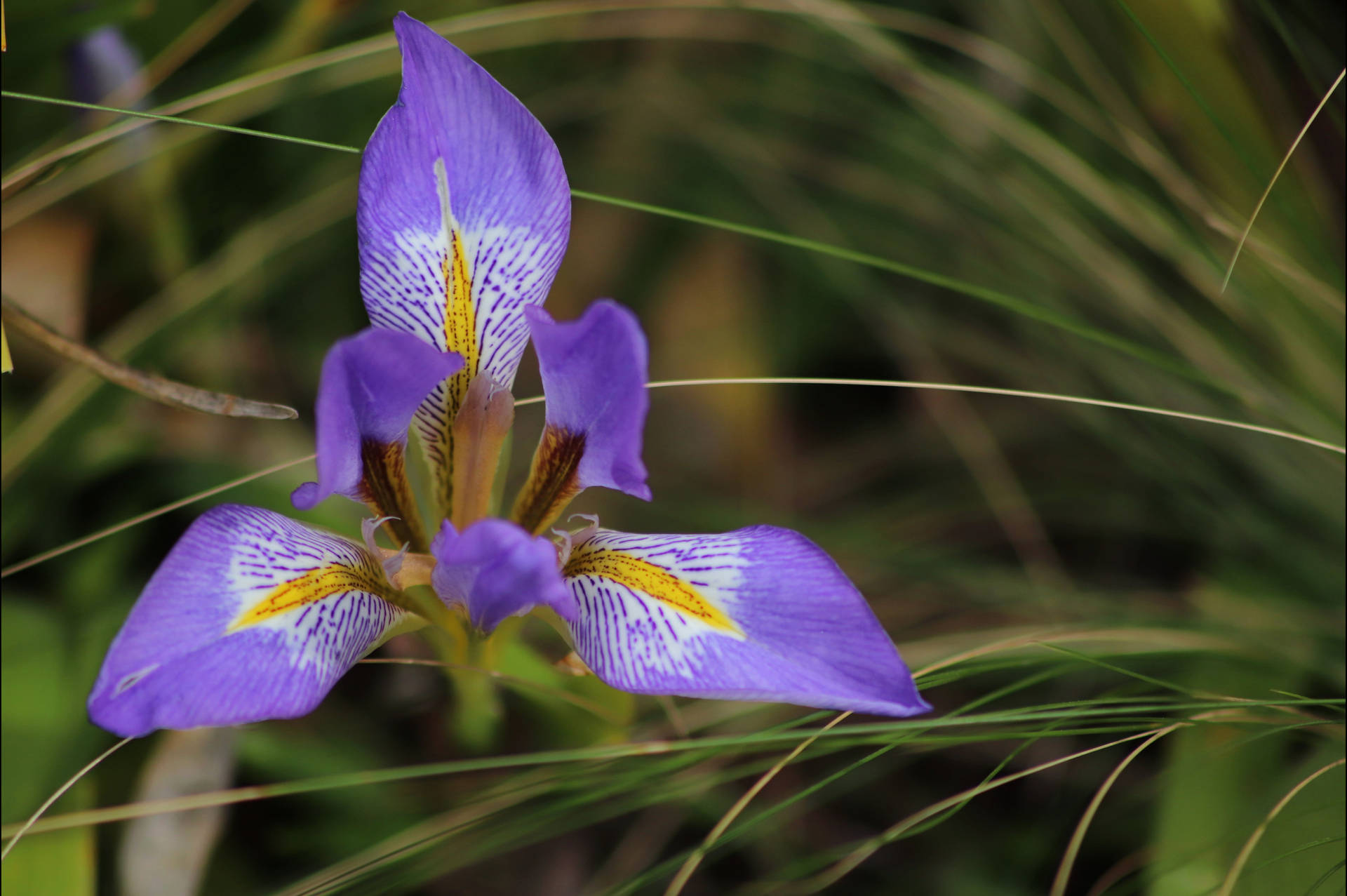 Iris Flower Unguicularis Background