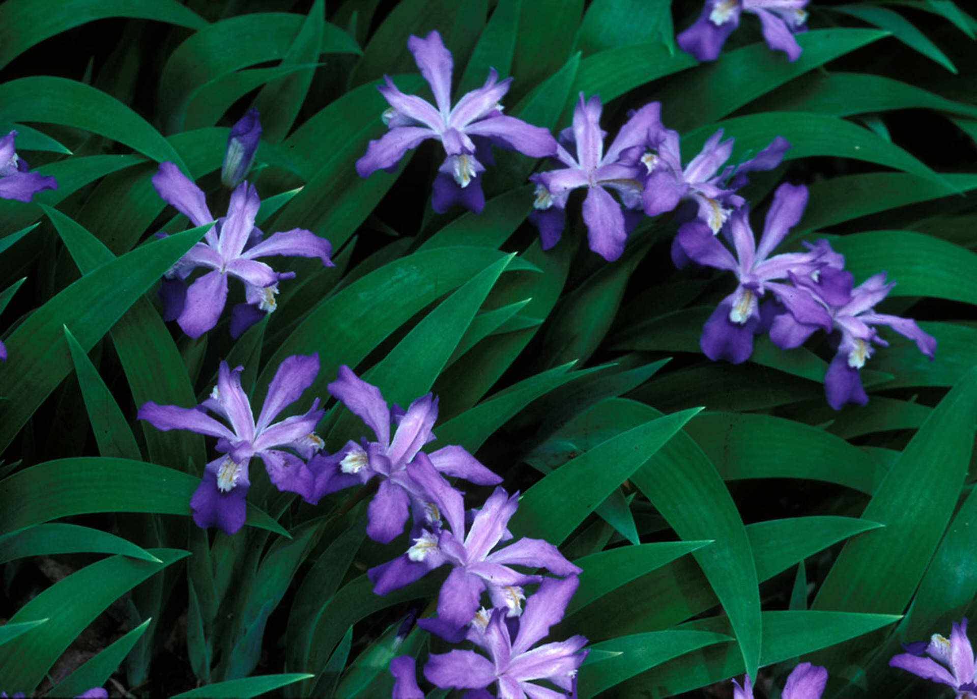Iris Flowers Cristata Background