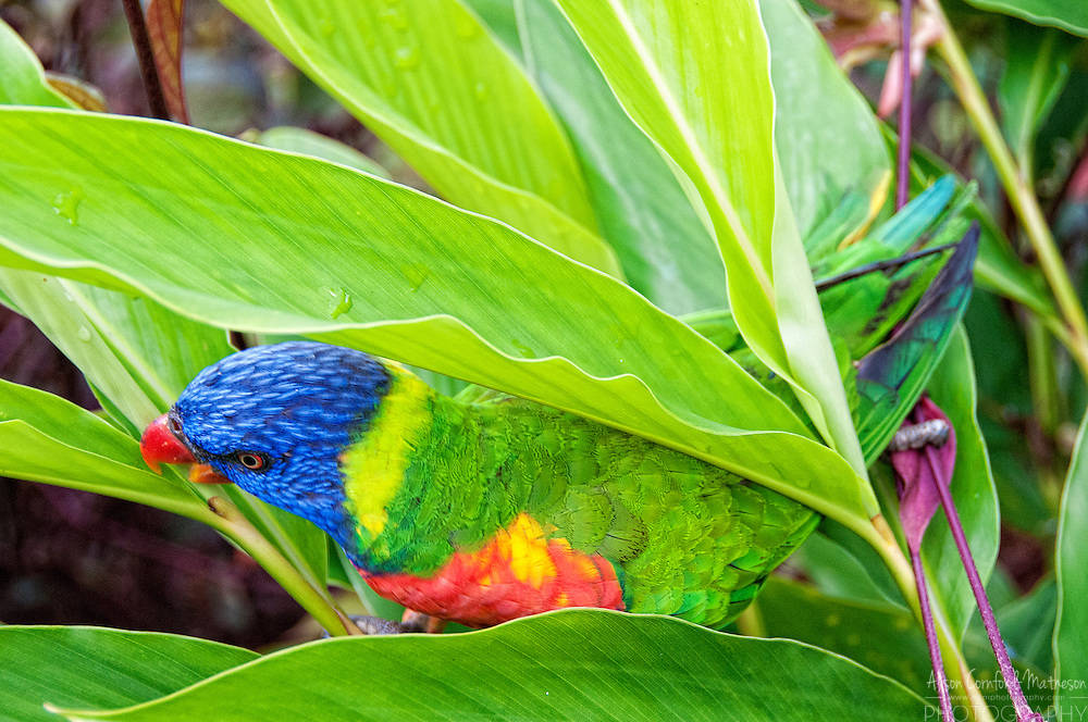 Iris Lorikeet Resting In The Vibrant Wilderness Of French Guiana Background