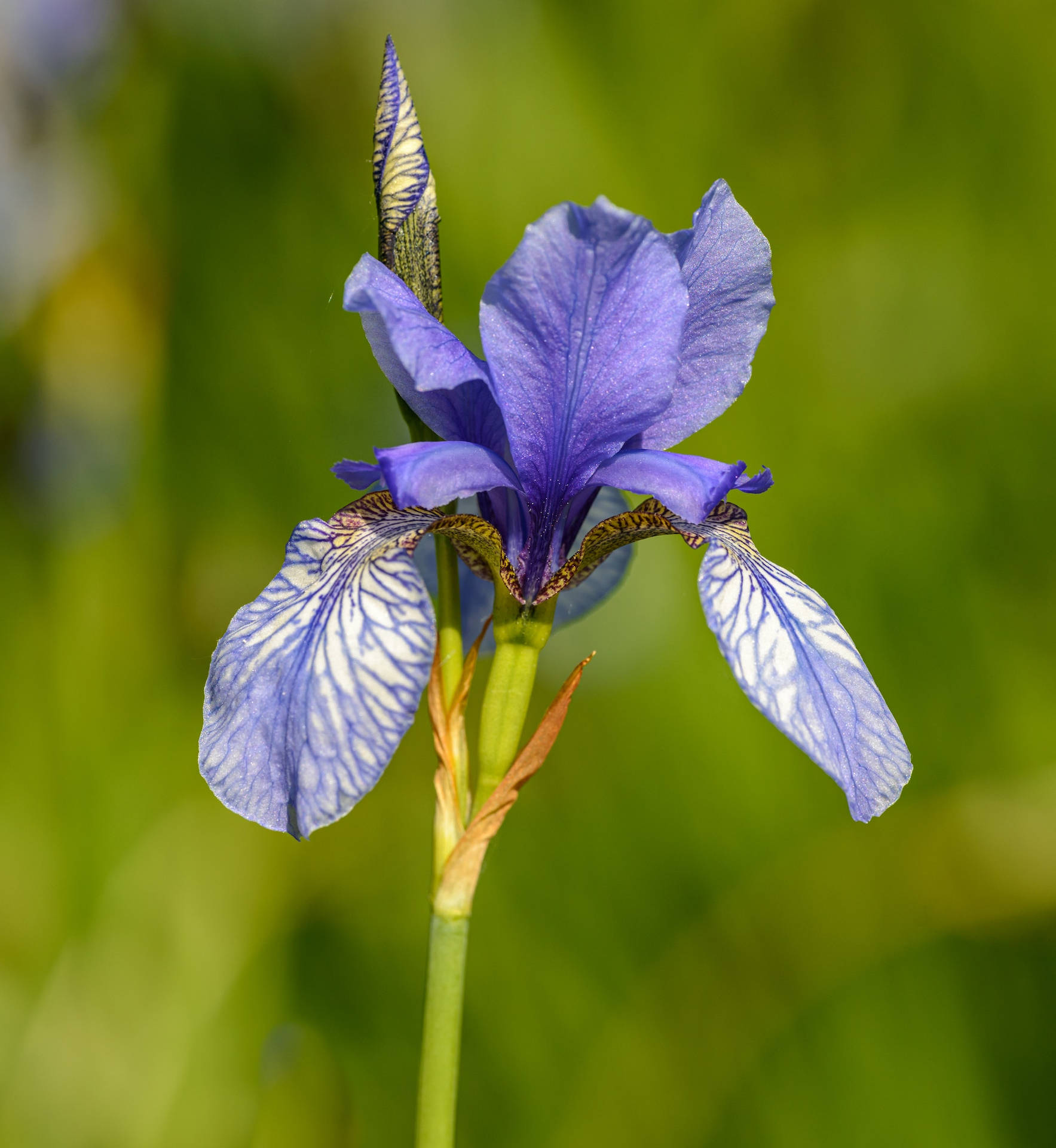 Iris Sibirica Blue King Flower Android Background